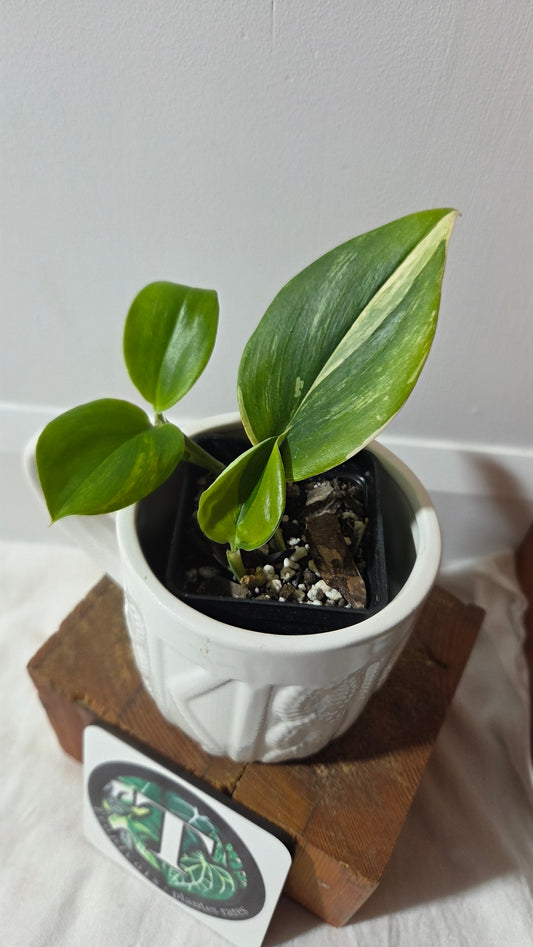 Scindapsus Rubicon (SCI-1397)