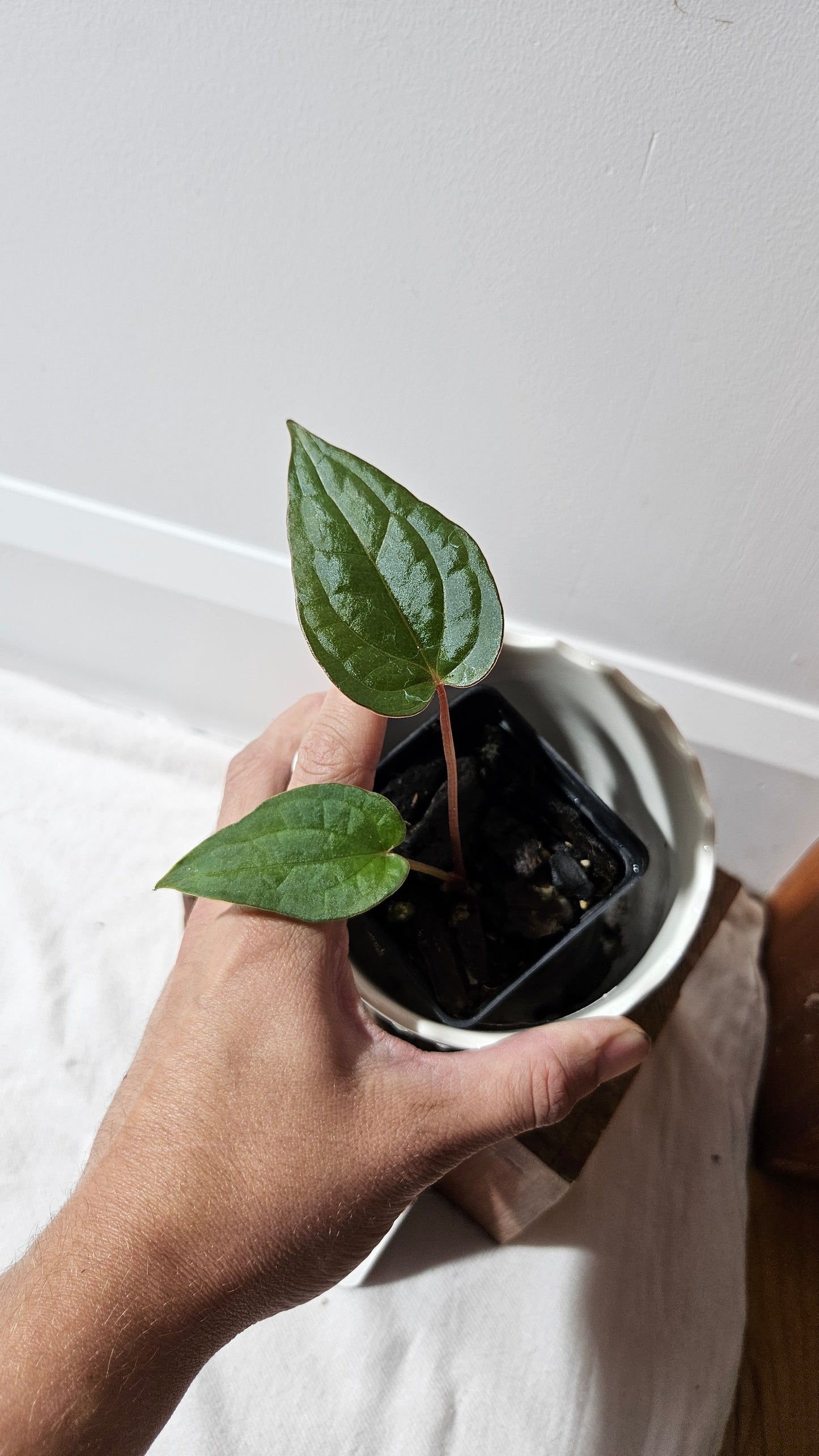 Anthurium Magnificum X Luxurians "format PETIT" (ANT-562)