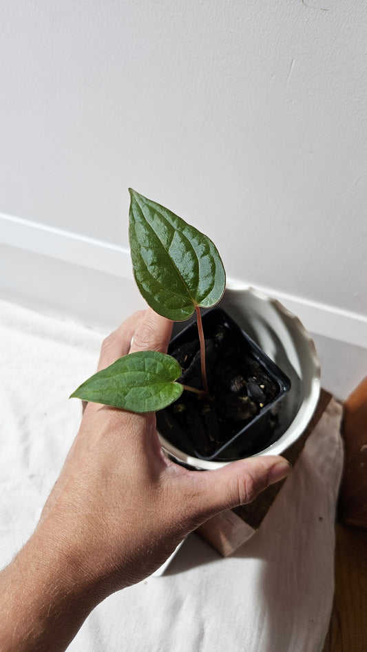 Anthurium Magnificum X Luxurians "format PETIT" (ANT-562)