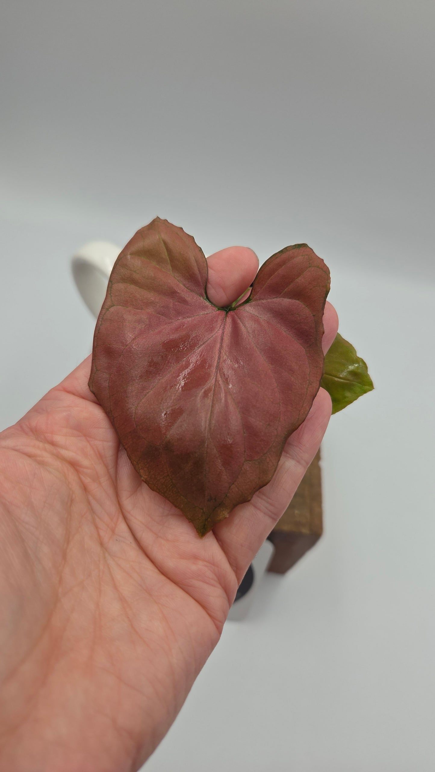 Syngonium Orm Nak Red (SYN-522)
