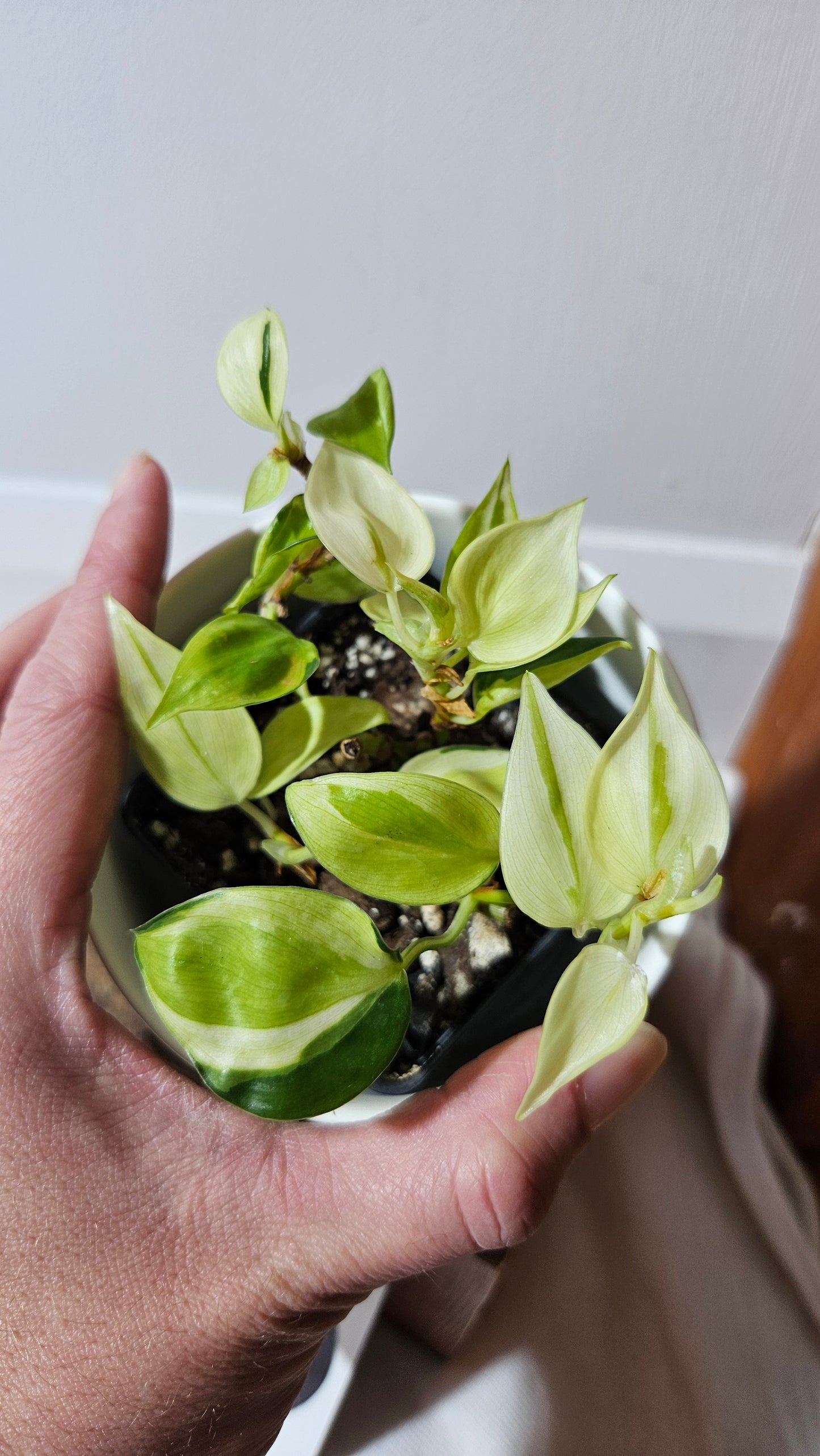 Philodendron Hederaceum Cream Splash (PHI-850)