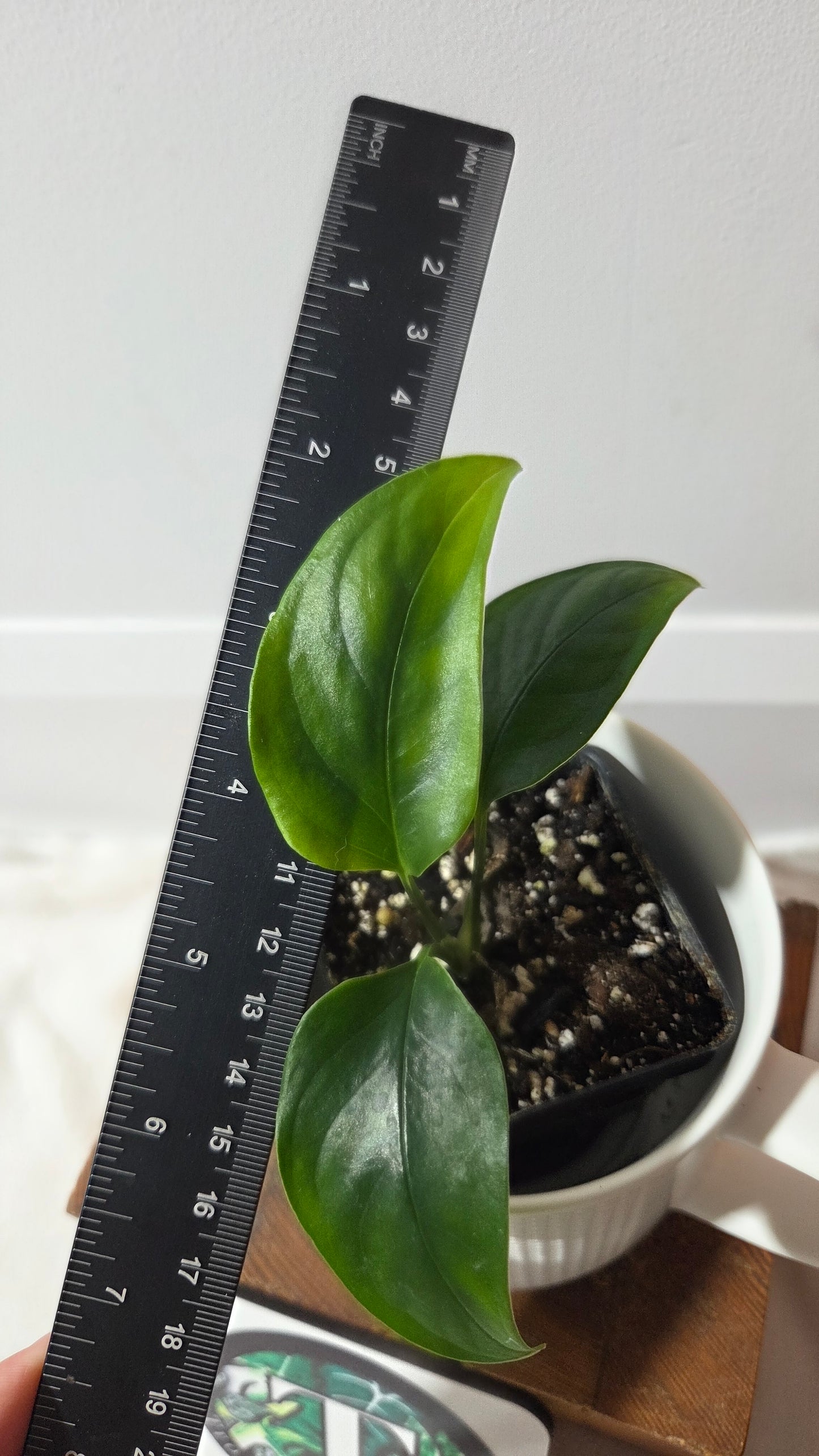 Monstera Obliqua Aff Amazonica (MON-513)