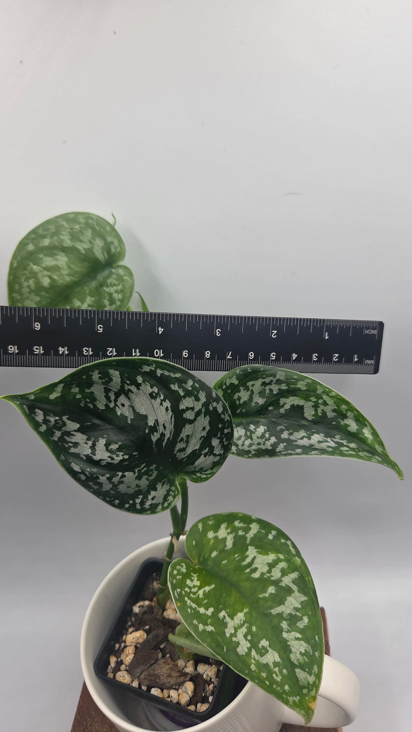 Scindapsus Exotica Batik (SCI-1466)