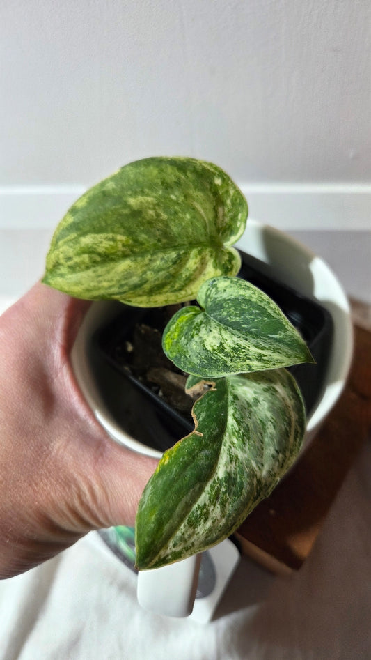 Scindapsus Silver Splash Tricolore (SCI-1369)