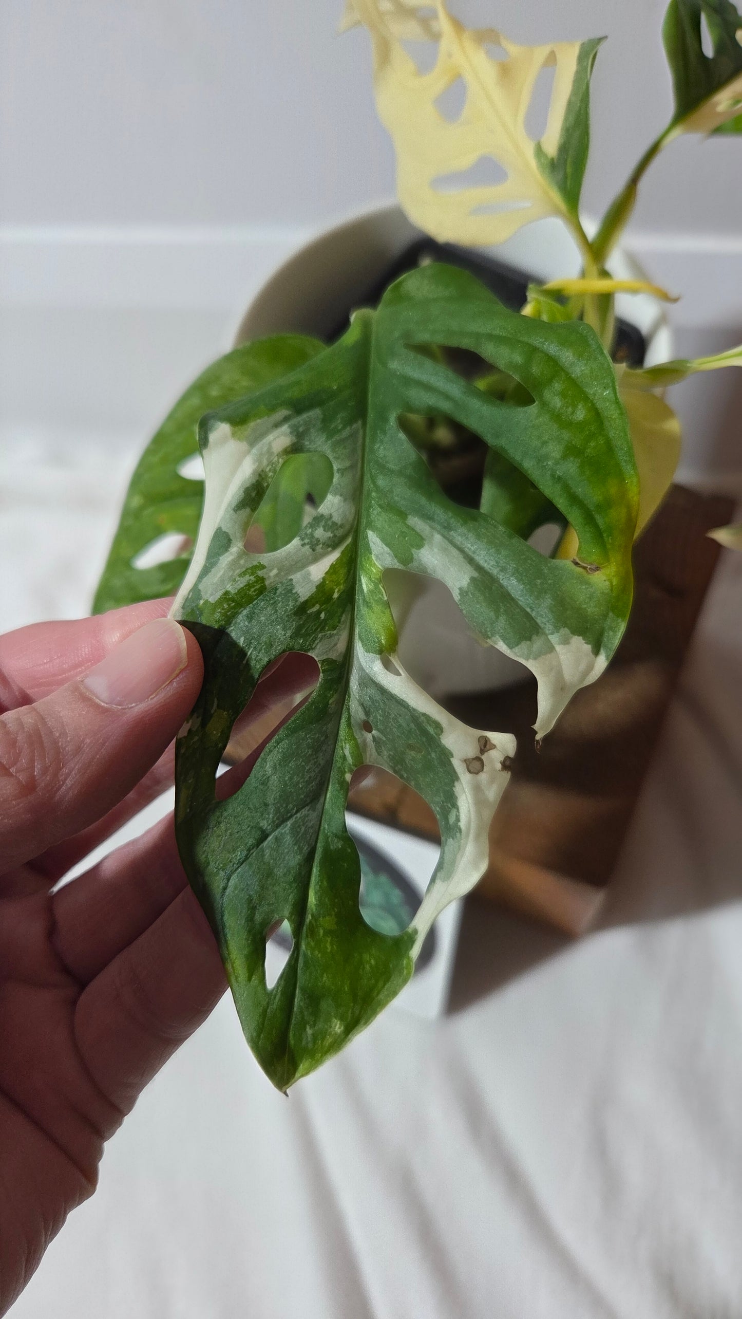 Monstera Andasonii Tricolore (MON-511)