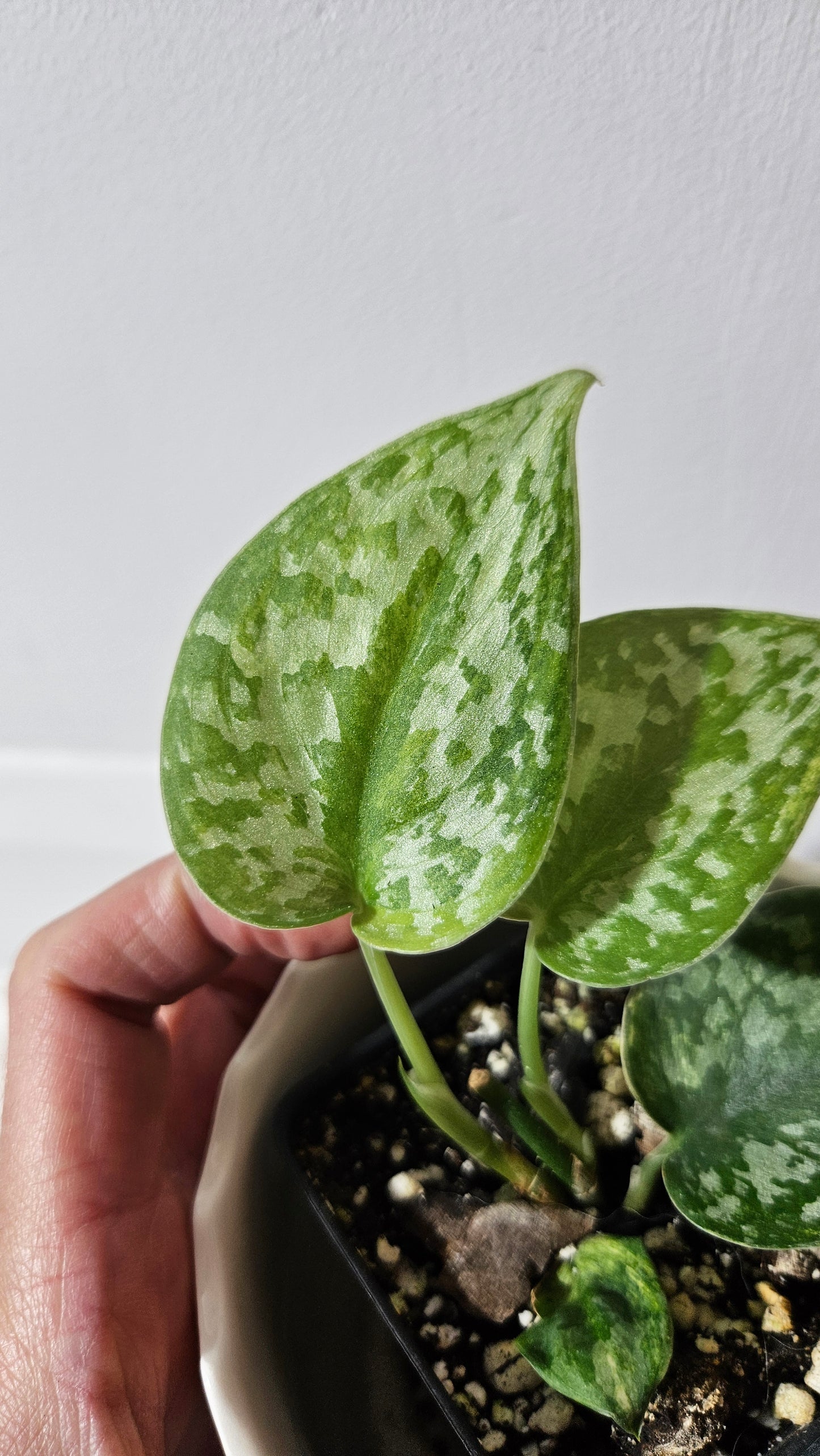 Scindapsus Geulis (SCI-1044)
