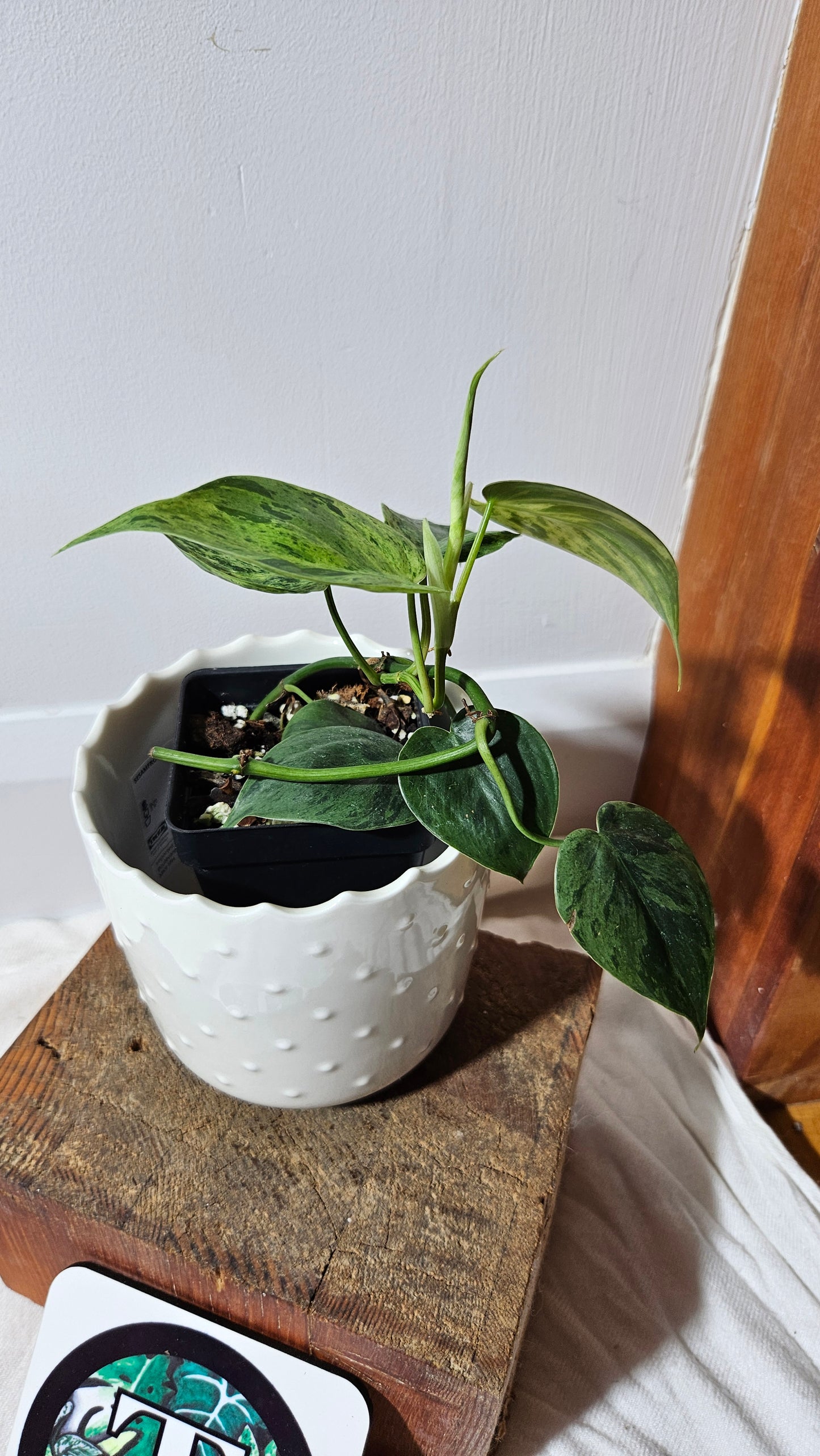 Philodendron Hederaceum Variegata (PHI-555)