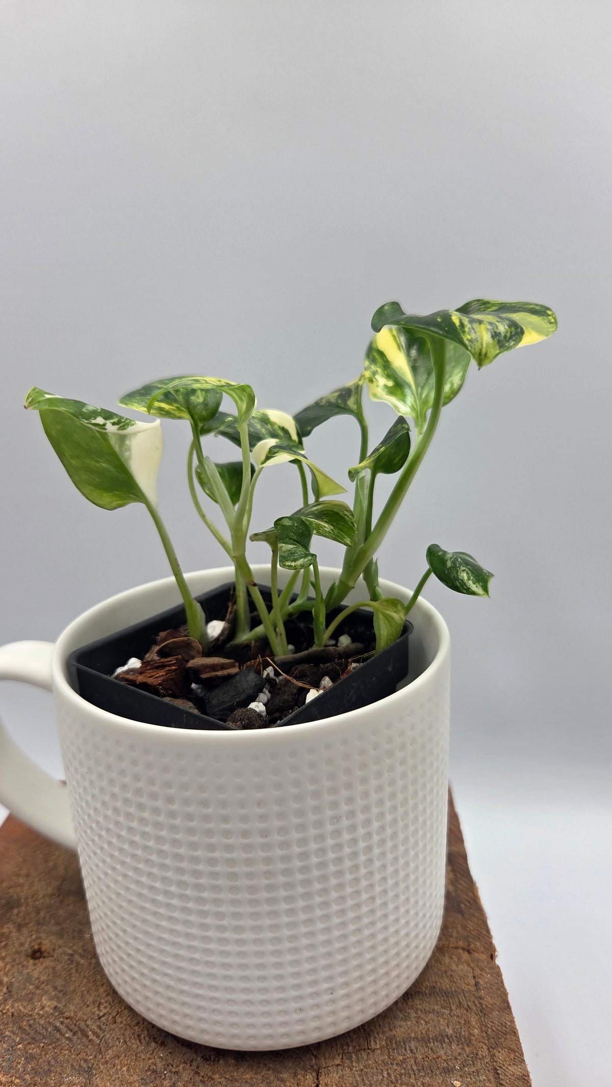 Monstera Standleyana Aurea (MON-582)