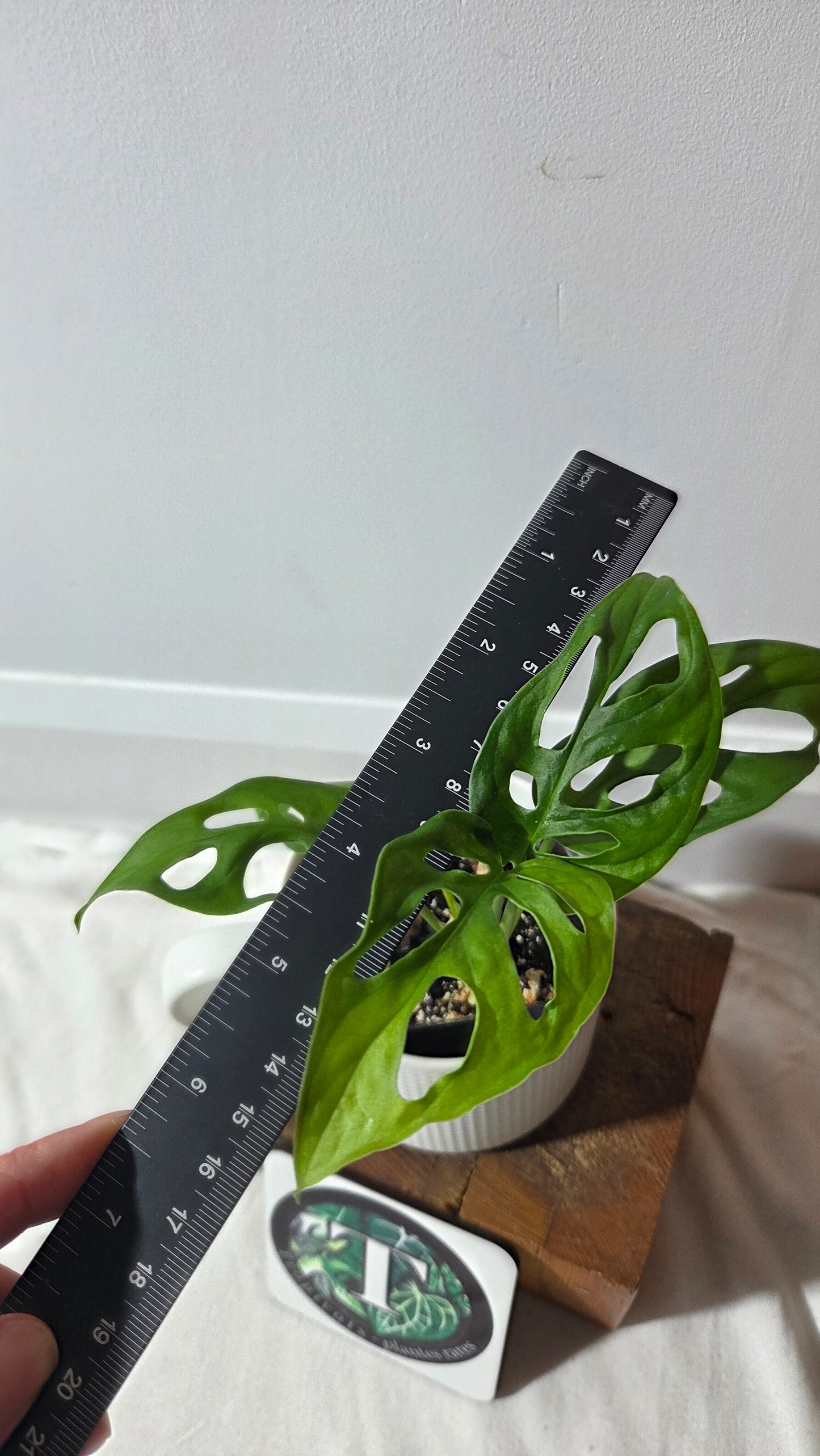 Monstera Obliqua Aff Cenepa (MON-428)