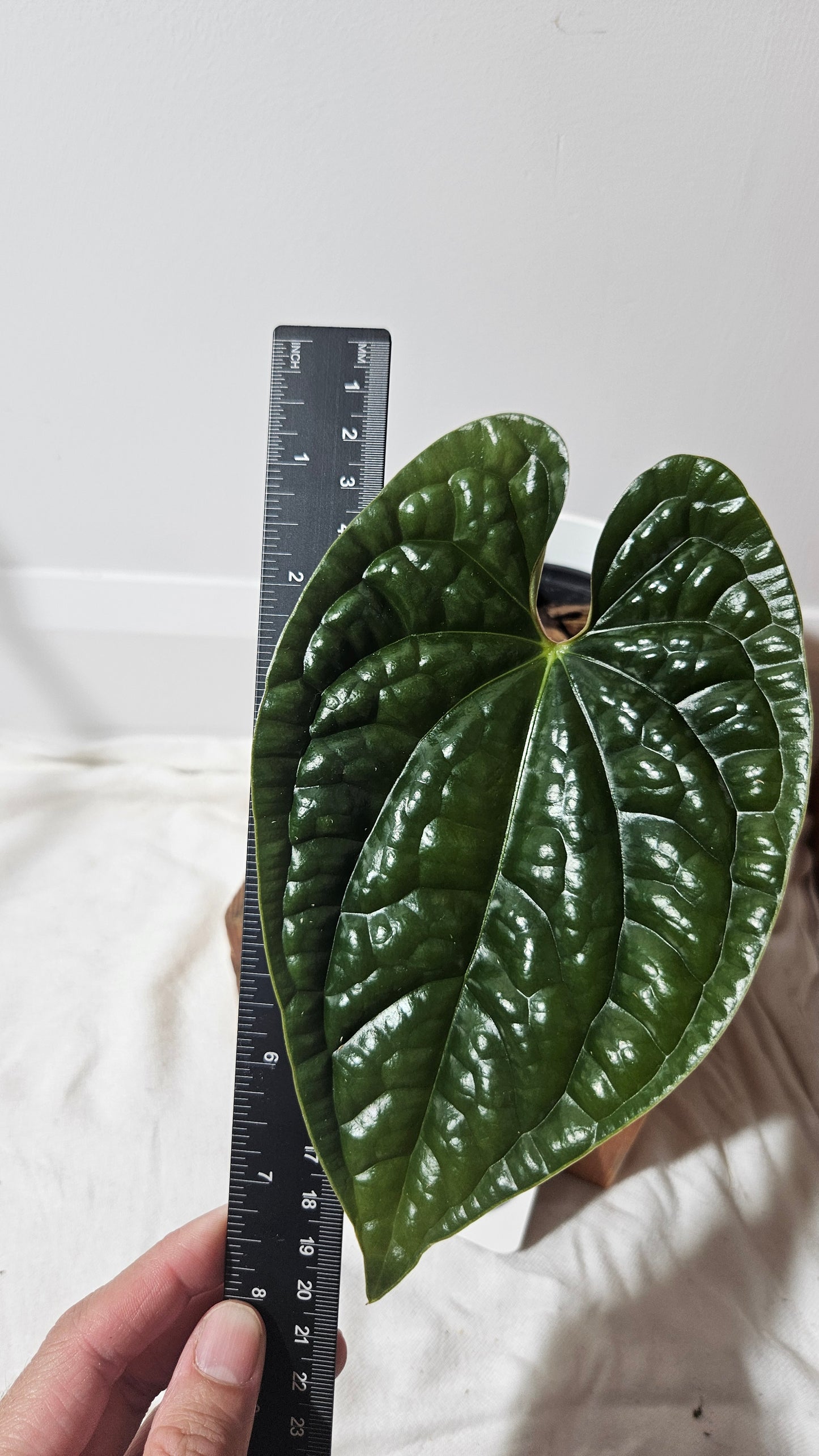 Anthurium Luxurians Velvet Sharp "format MOYEN" (ANT-166)