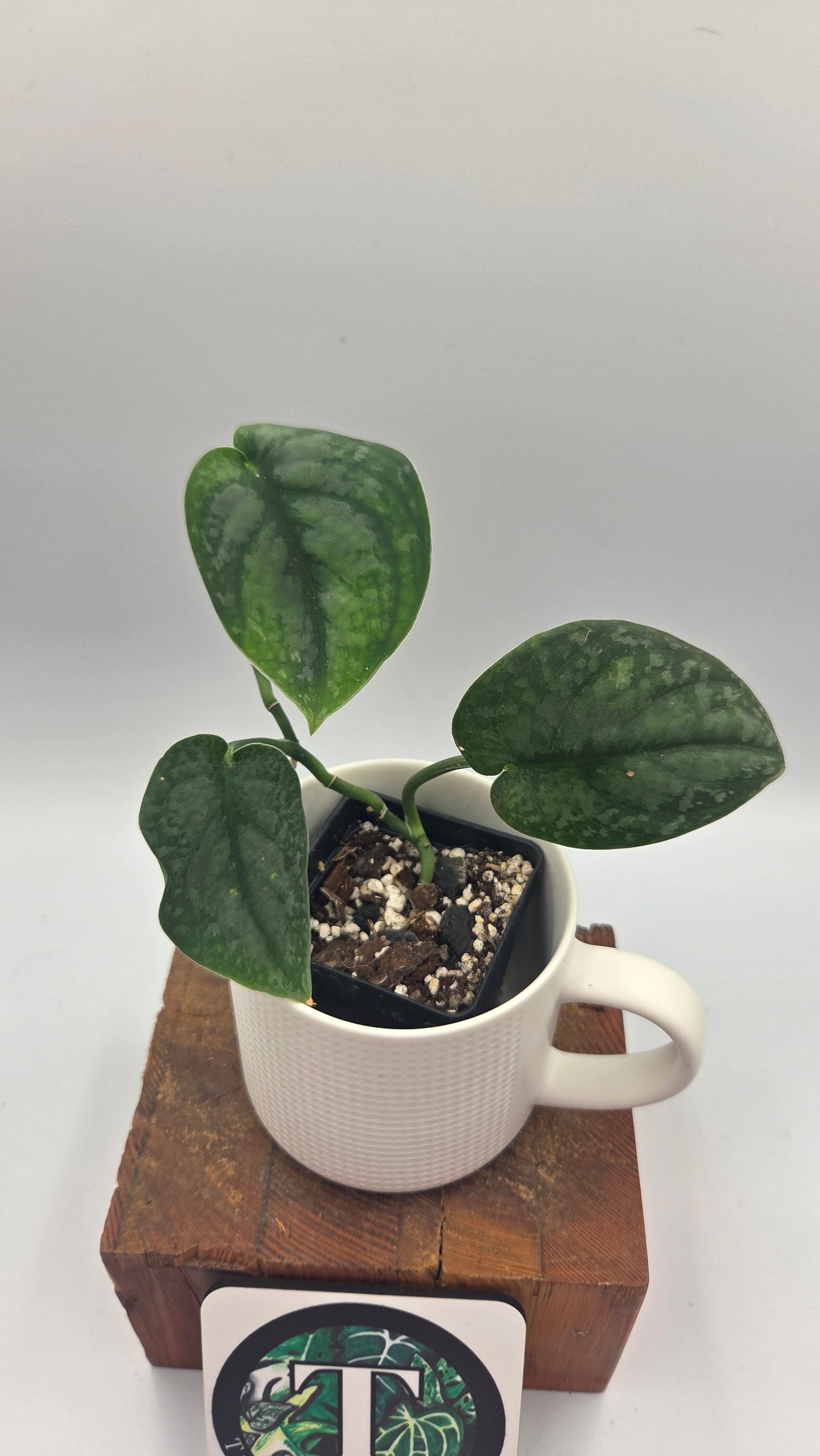 Scindapsus Dark Splash Bornéo (SCI-1019)