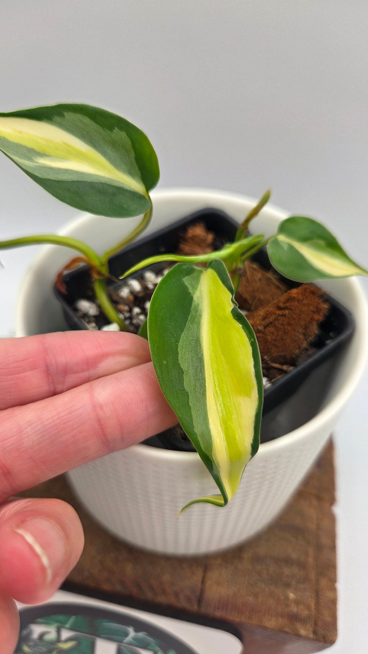 Philodendron Hederaceum Silver Stripe (PHI-1104)