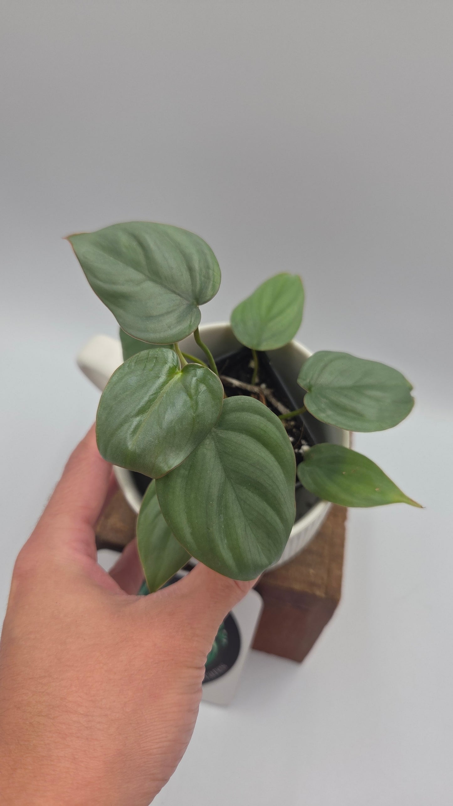 Philodendron Pastazanum Aff Silver (PHI-1073)
