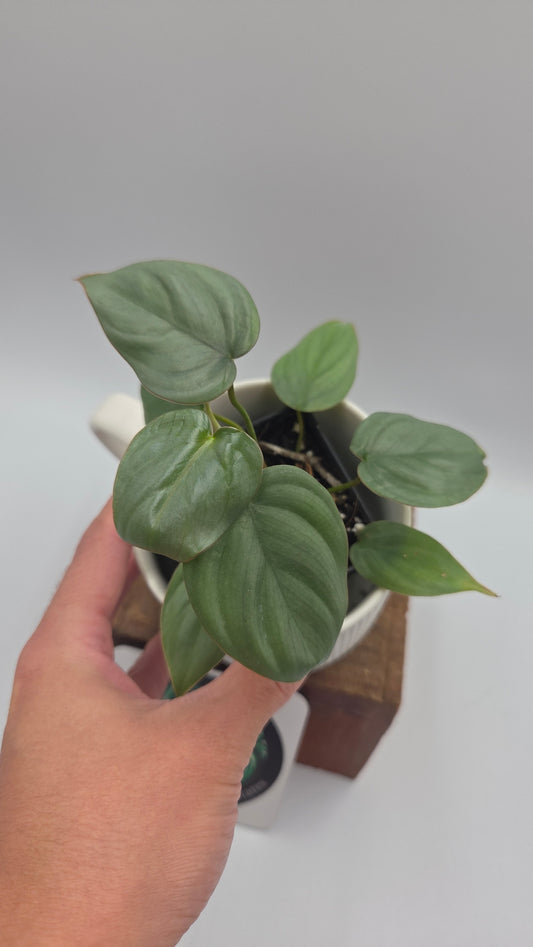 Philodendron Pastazanum Aff Silver (PHI-1073)