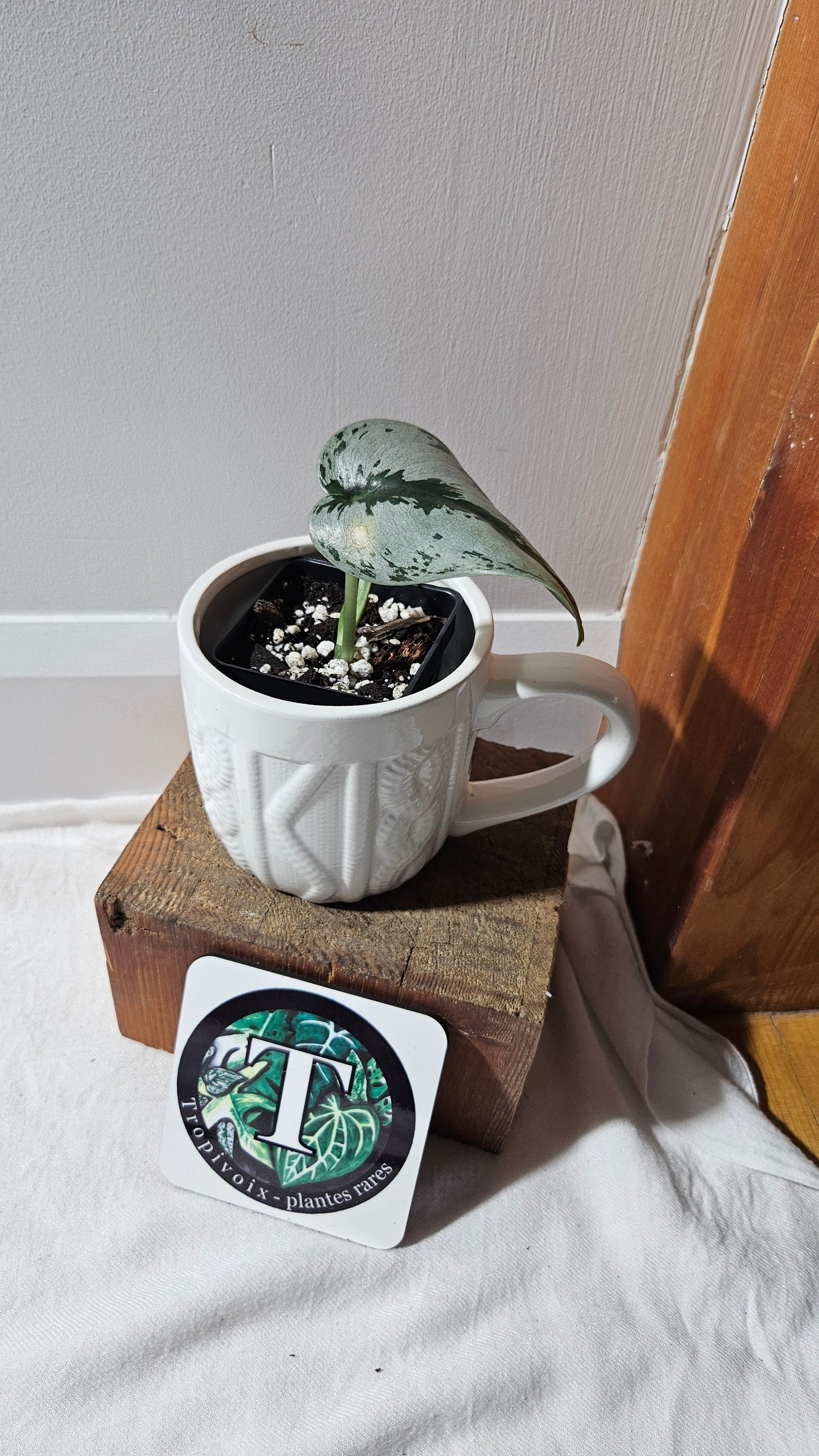 Scindapsus Sparkling Silver (SCI-1125)