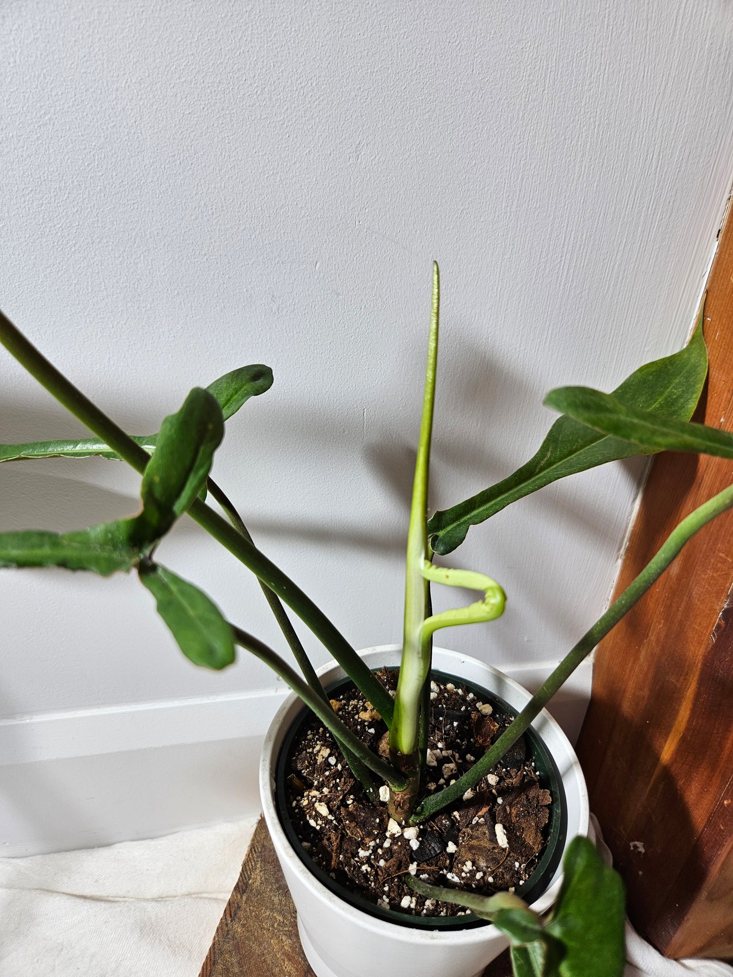 Philodendron Joepii (PHI-375)