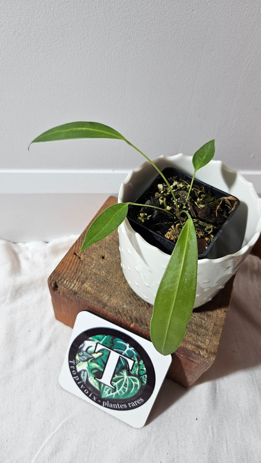 Anthurium Wendlingeri Aff "format PETIT" (ANT-537)