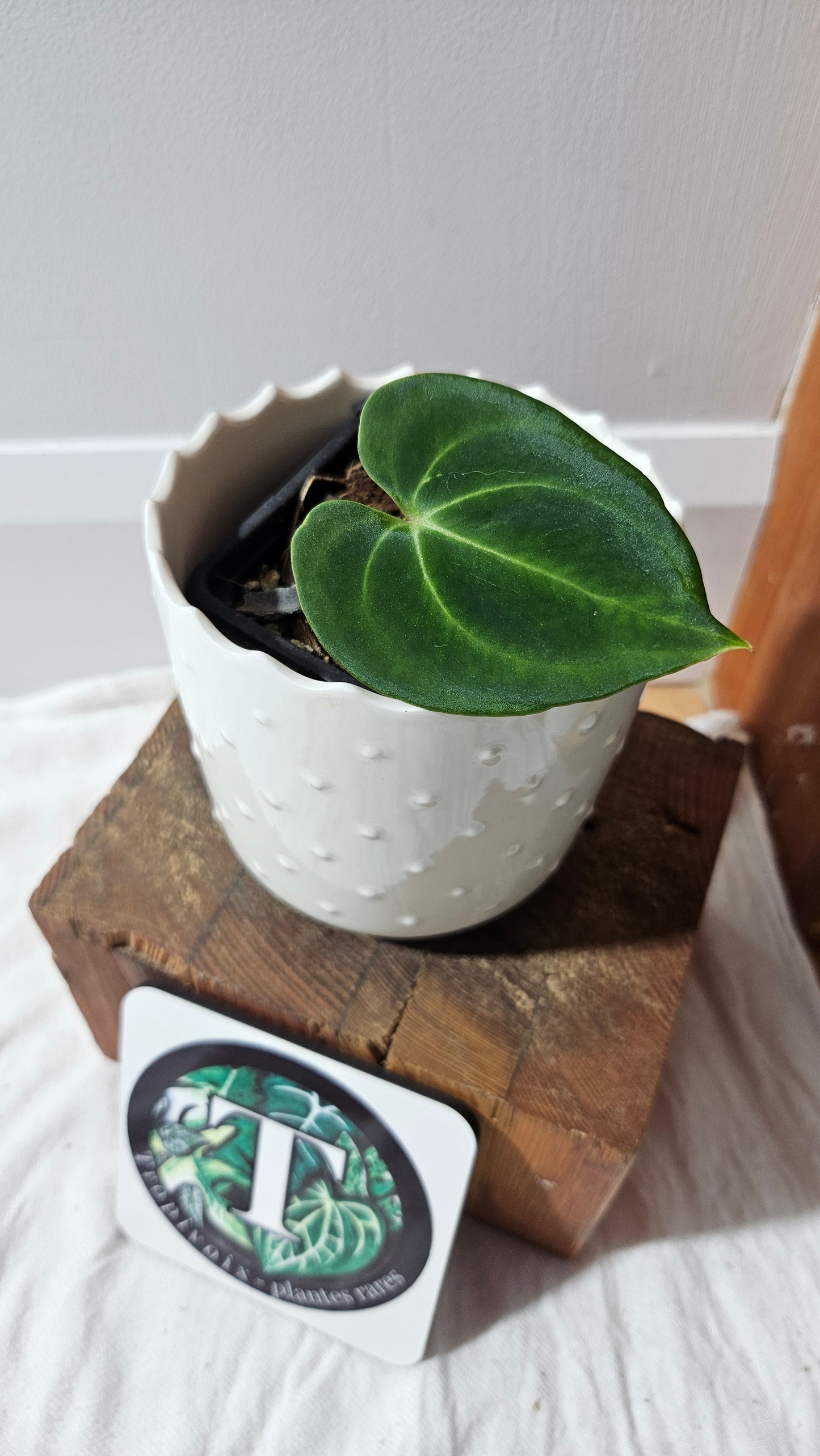 Anthurium Besseae Aff "Format PETIT" (ANT-242)