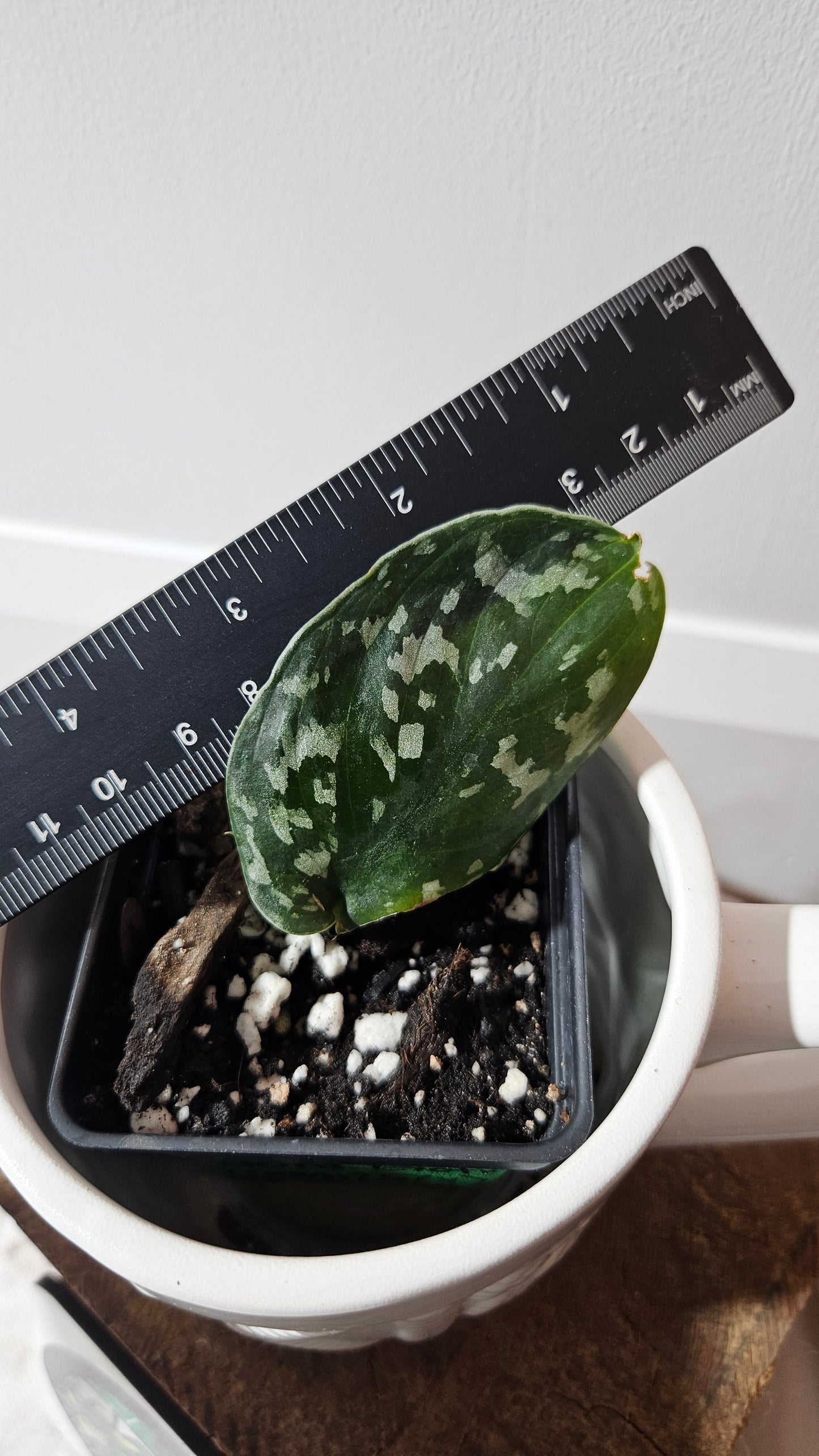 Scindapsus Exotica Batik (SCI-1284)