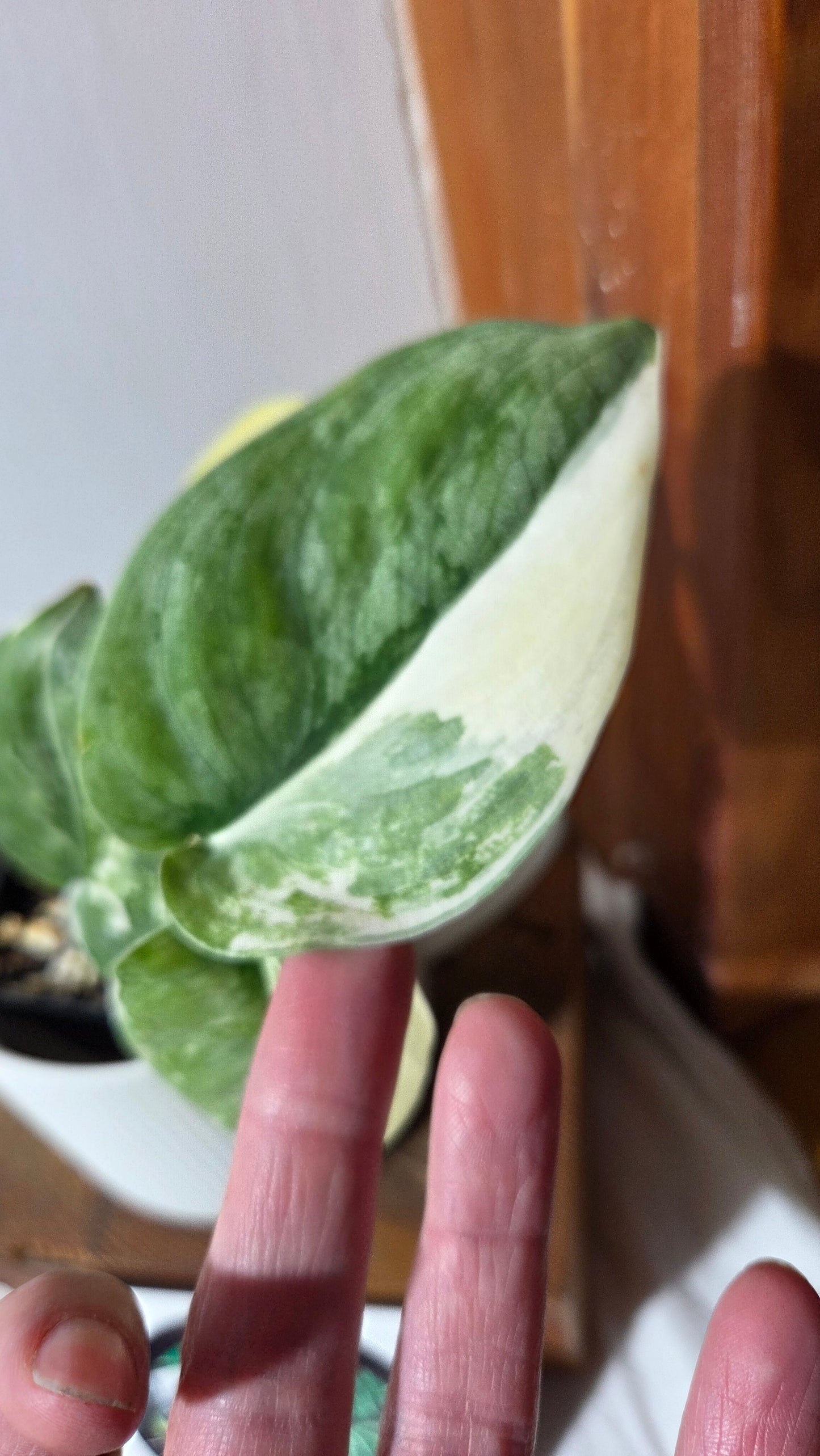 Scindapsus Silver Tattoo Variegata (SCI-698)