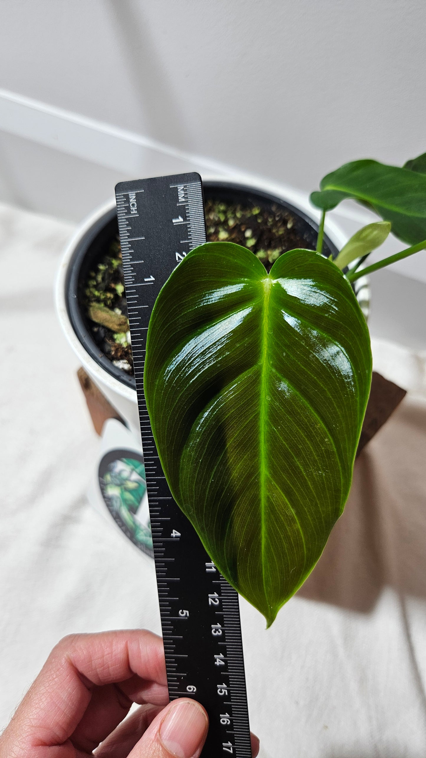 Philodendron Esmeraldense (PHI-528)