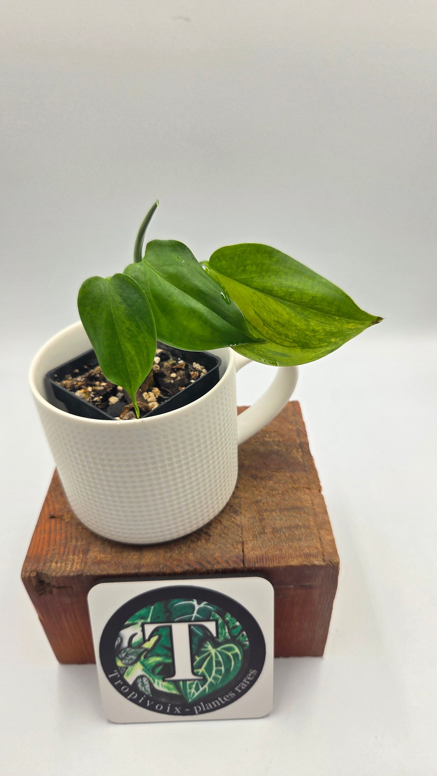 Scindapsus Blue Aurea(SCI-1508)