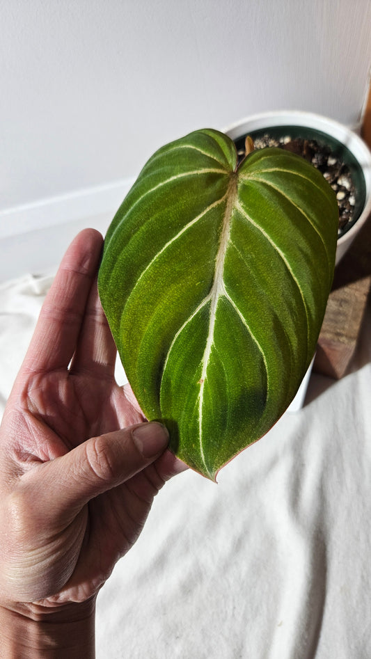 Philodendron Gloriosum Dark (PHI-782)