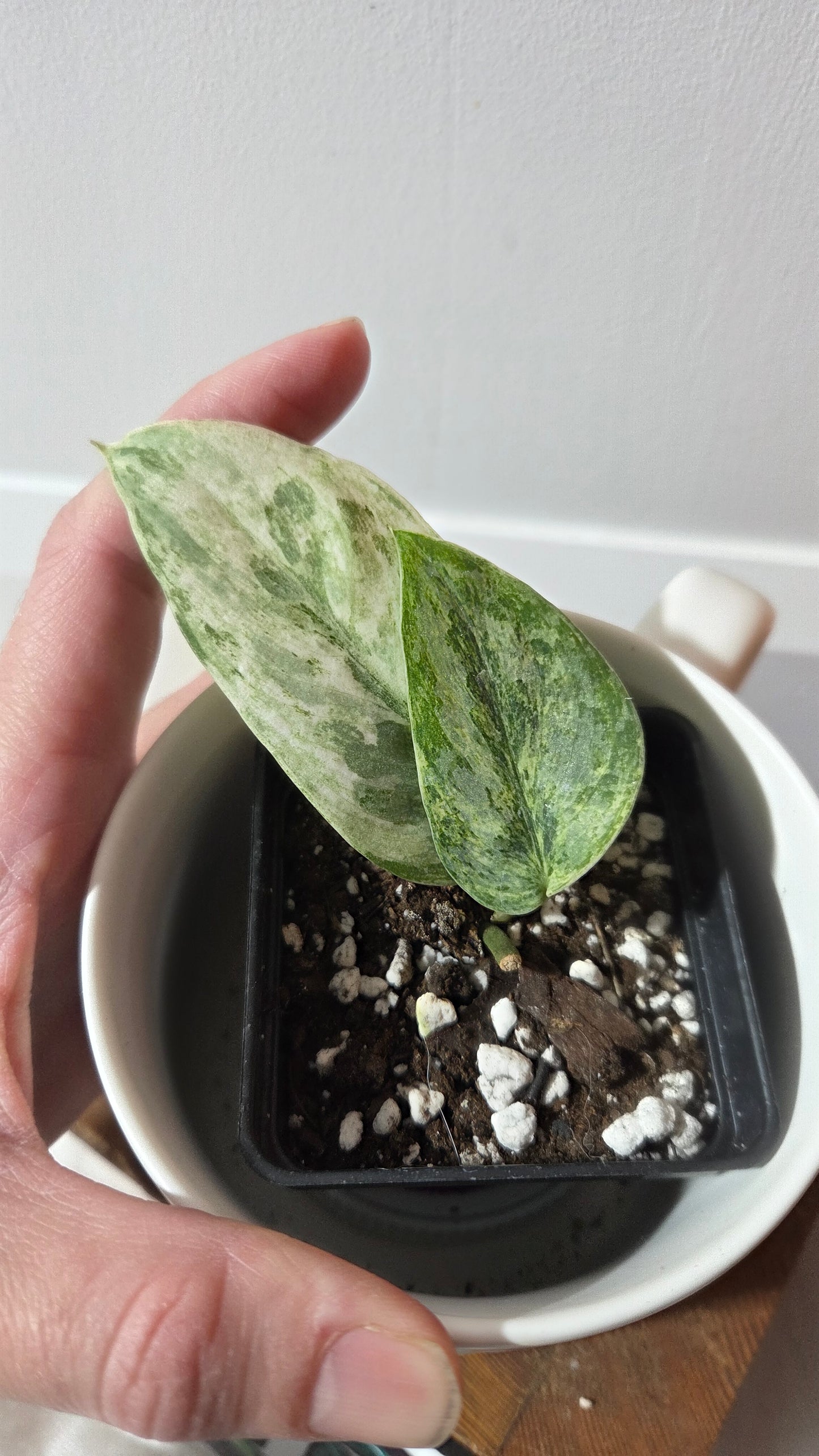 Scindapsus Perlas (SCI-1348)