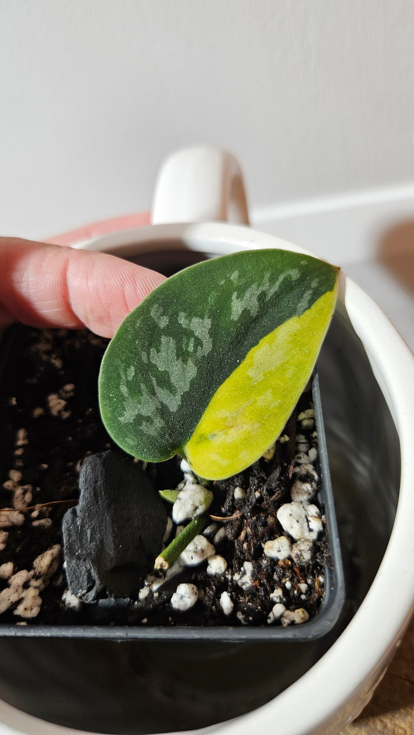 Scindapsus Green Diamond (SCI-1304)