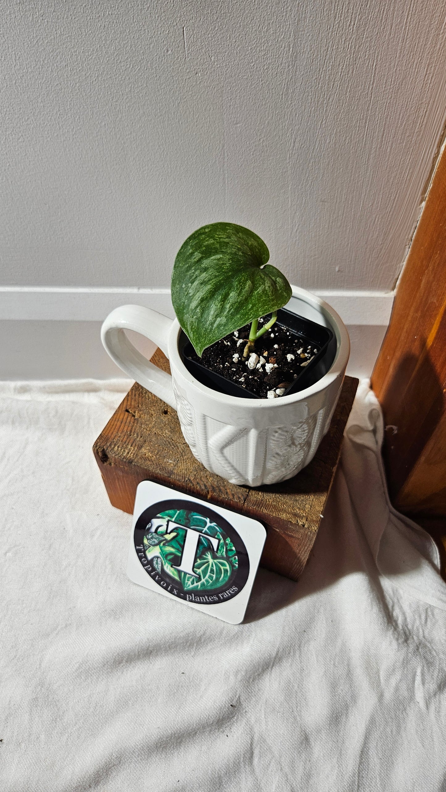 Scindapsus Exotica Pictus mint (SCI-1124)