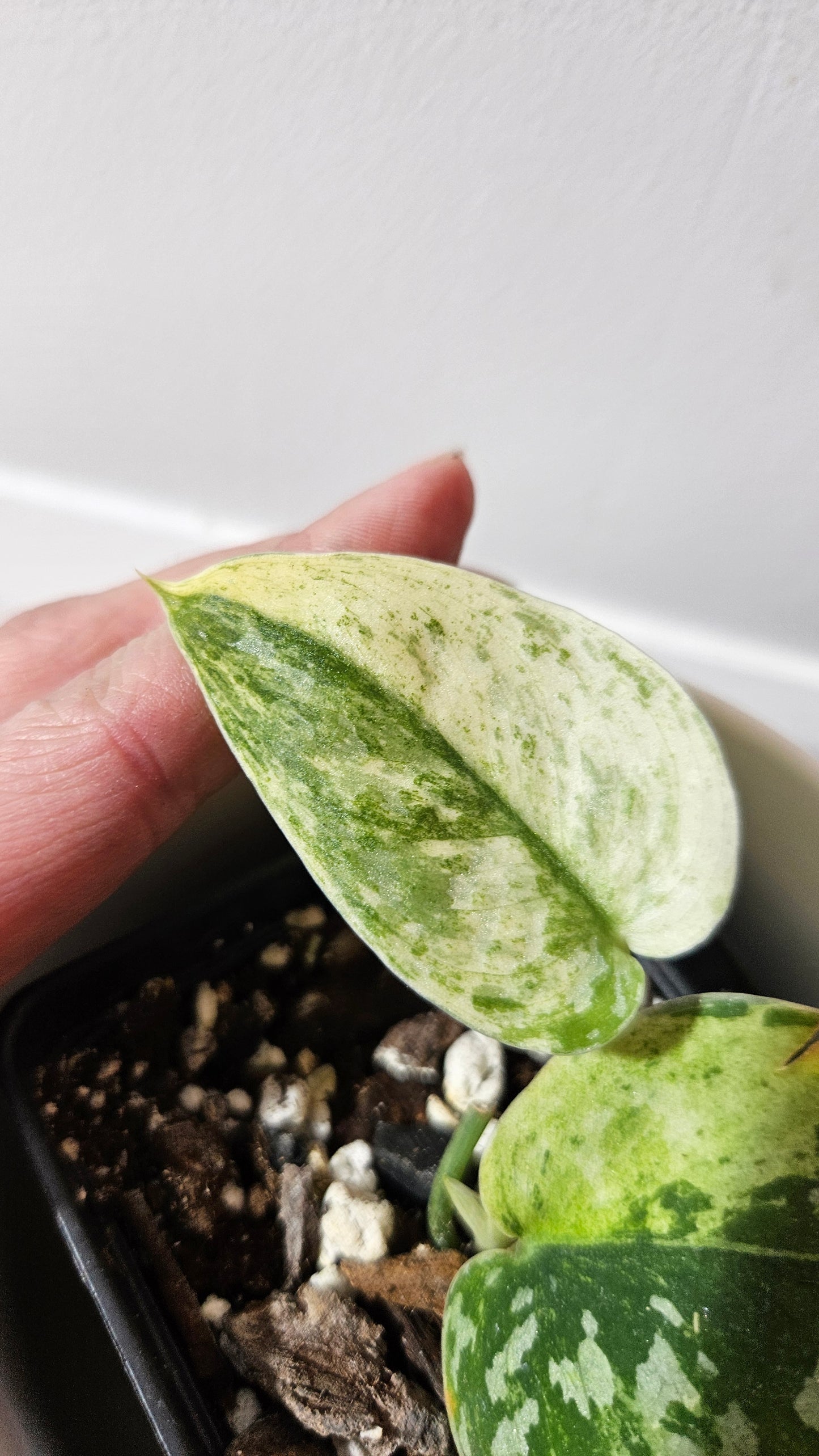 Scindapsus Argyraeus Permata (SCI-1346)