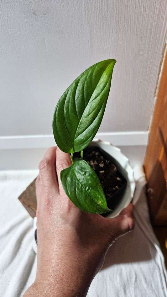 Monstera Obliqua Aff Limon (MON-310)