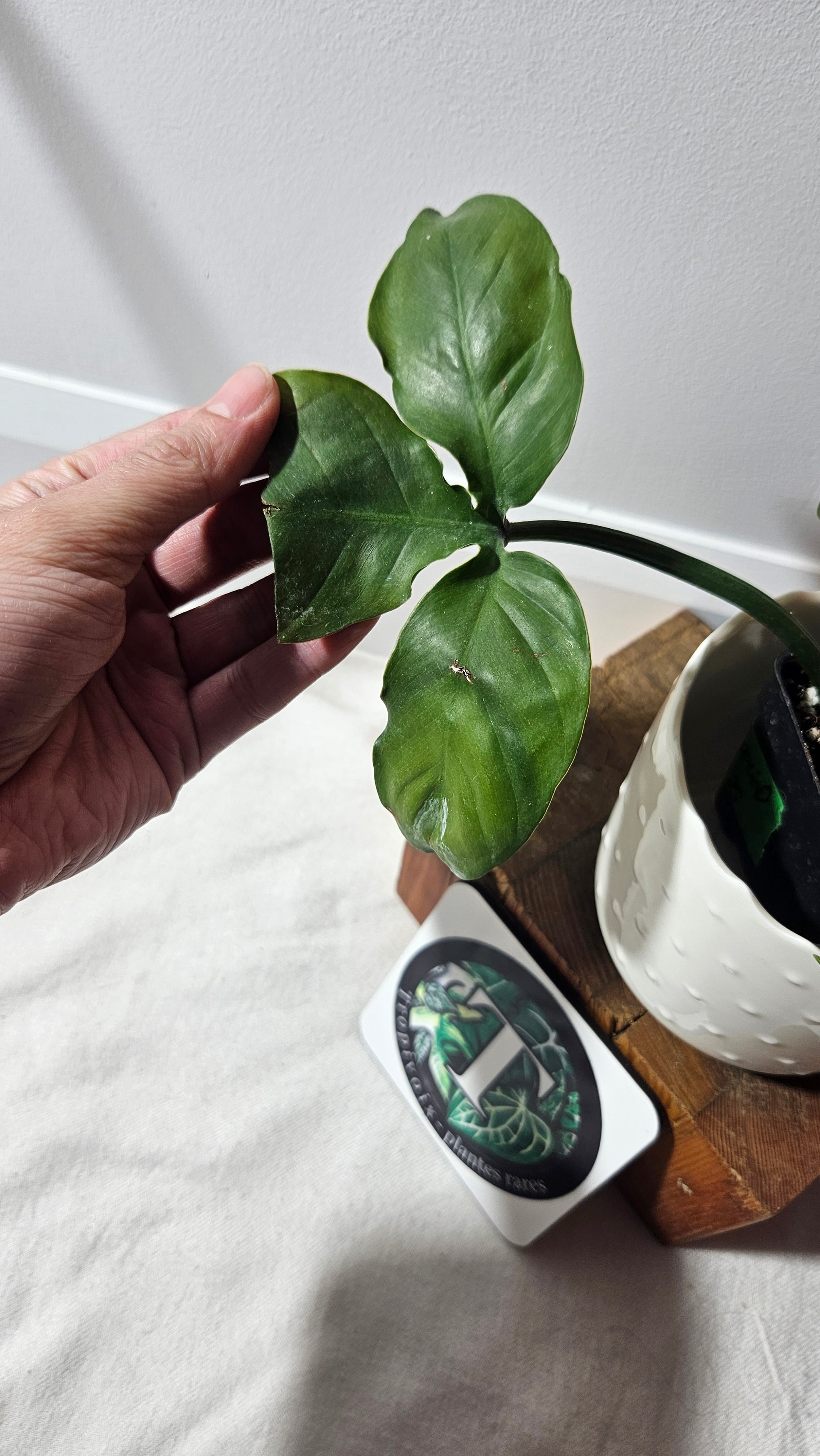 philodendron barrosoanum 5 Philodendron Barrosoanum Spécial (PHI-727) – Tropivoix