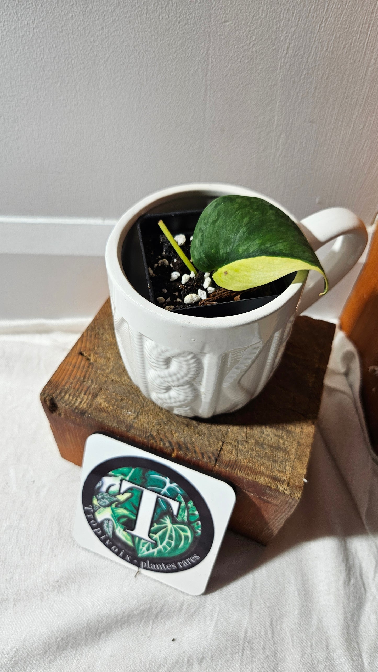 Scindapsus Silver Tattoo Variegata (SCI-1092)