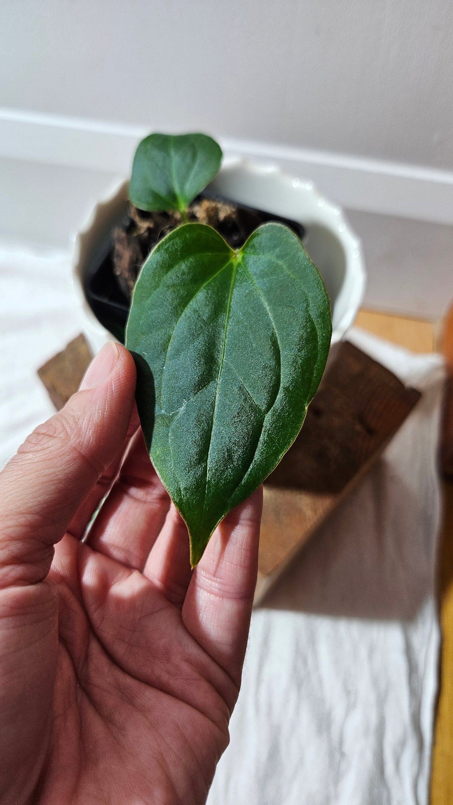 Anthurium KOS X Luxurians "format PETIT" (ANT-627)