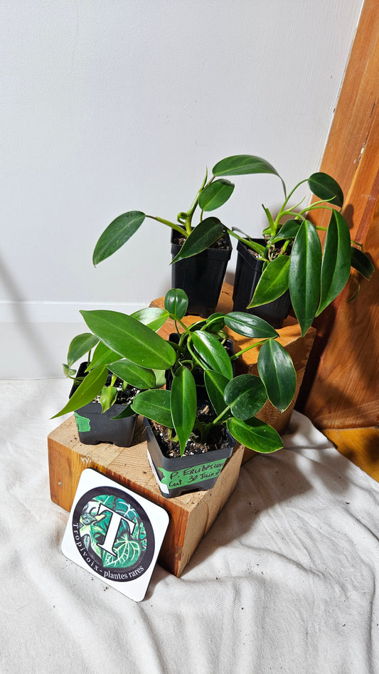 "FREEBIE 173-177" (avec achat de 30$ avant taxes) Philodendron Erubescens    1 FREEBIE /PERSONNE