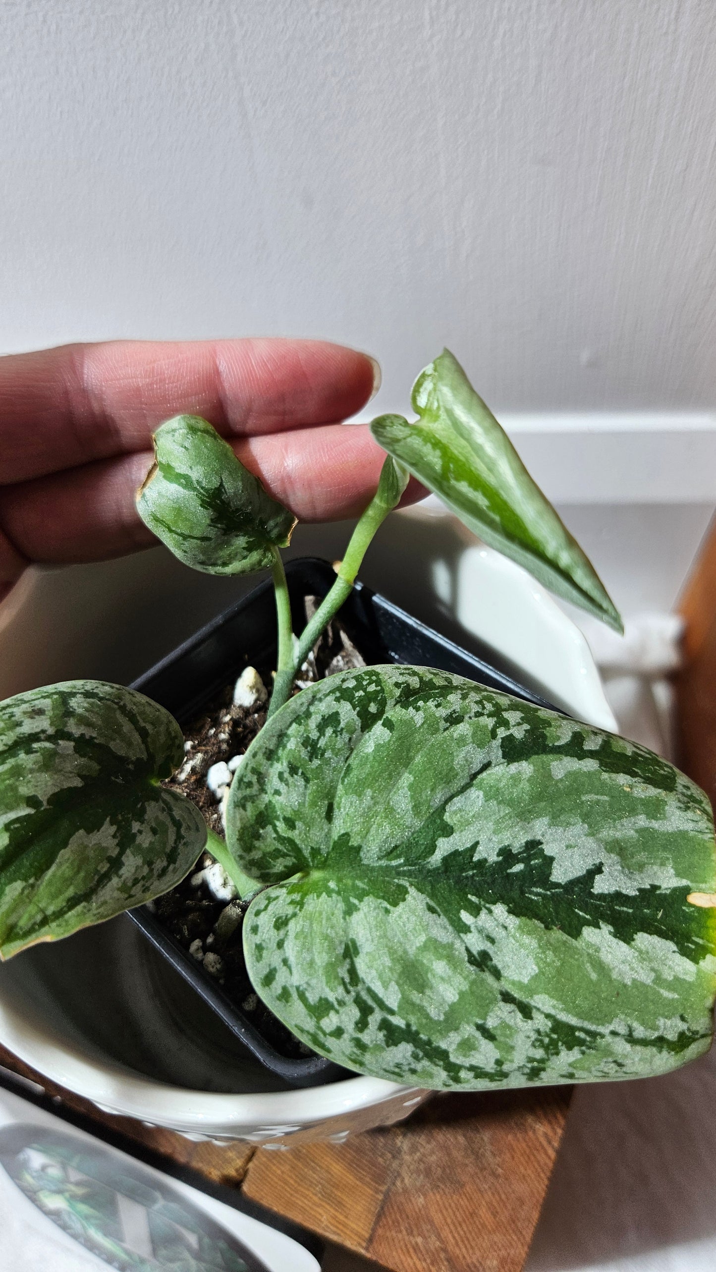 Scindapsus Tricolore silver Platinum (SCI-1323)