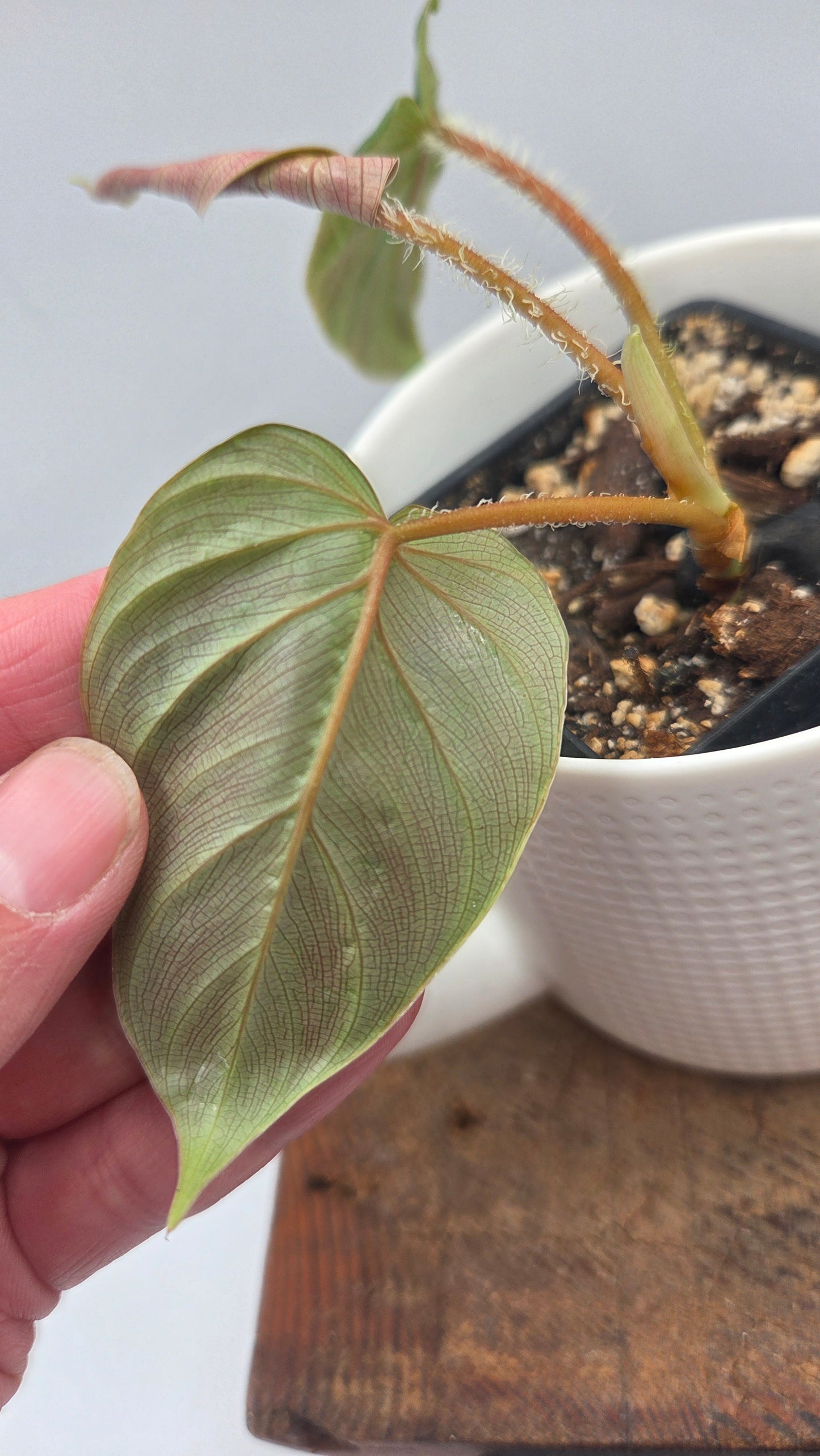 Philodendron Verrucosum Titanium (PHI-807)