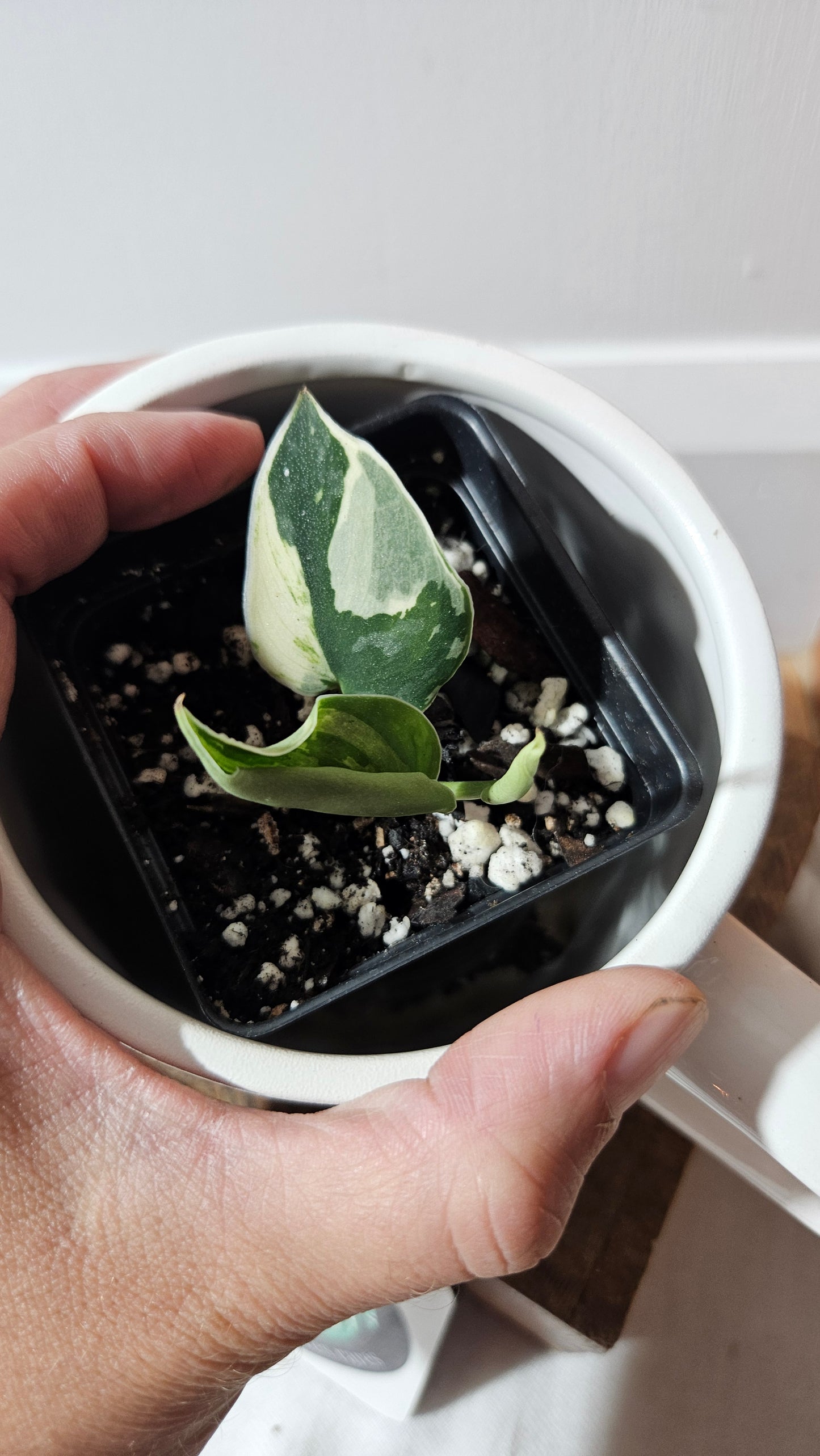 Scindapsus Bunaken (SCI-1291)