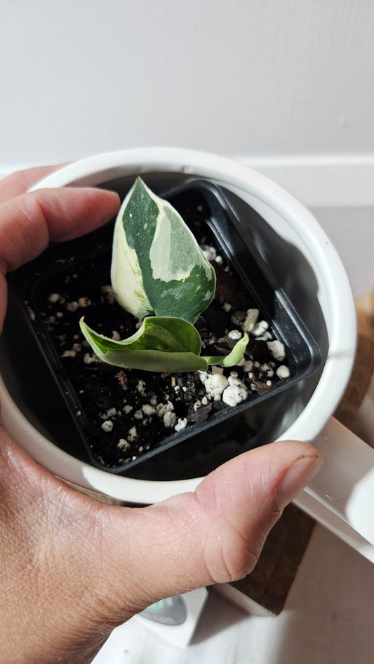 Scindapsus Bunaken (SCI-1291)