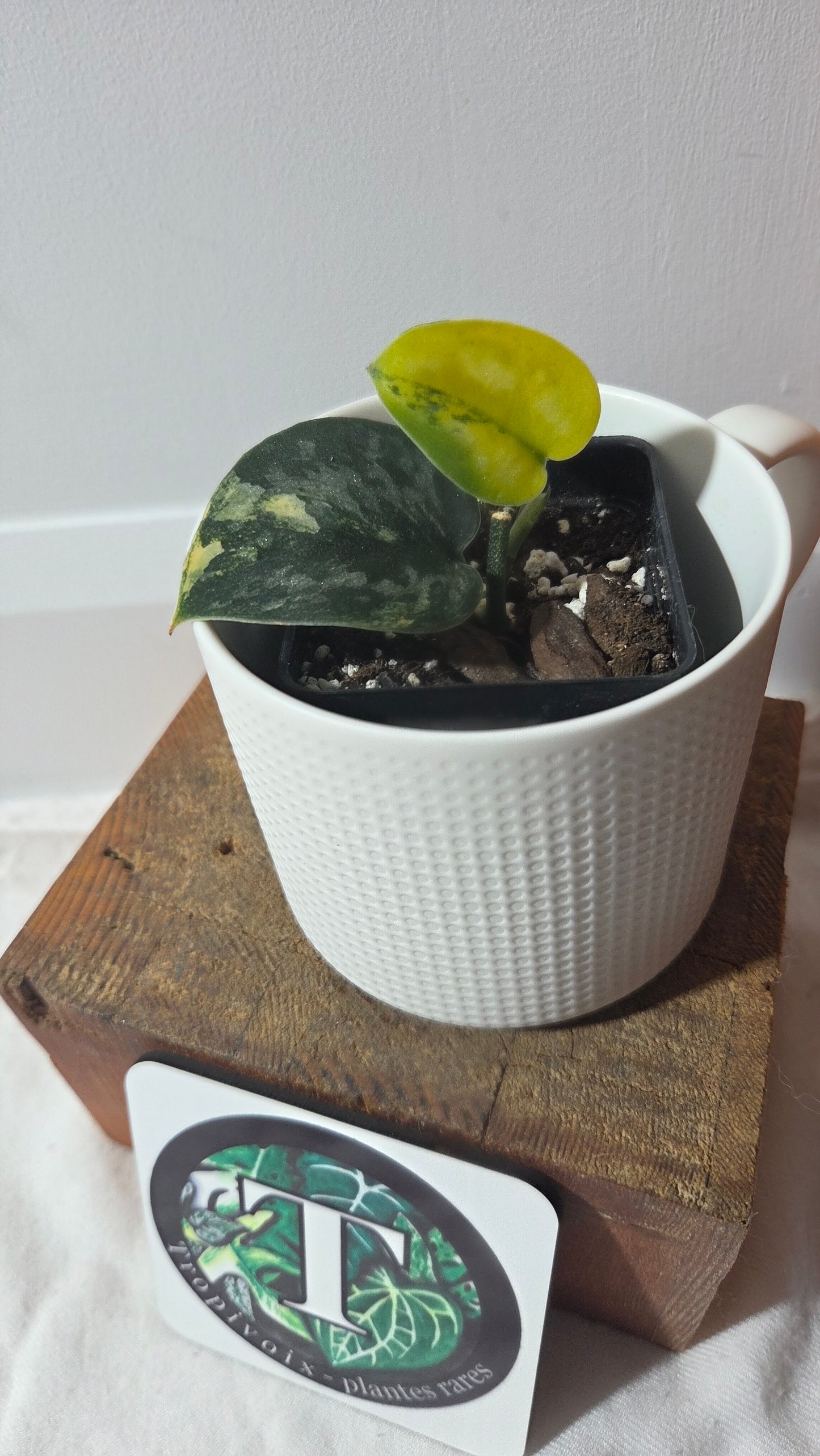Scindapsus Green Diamond (SCI-1261)
