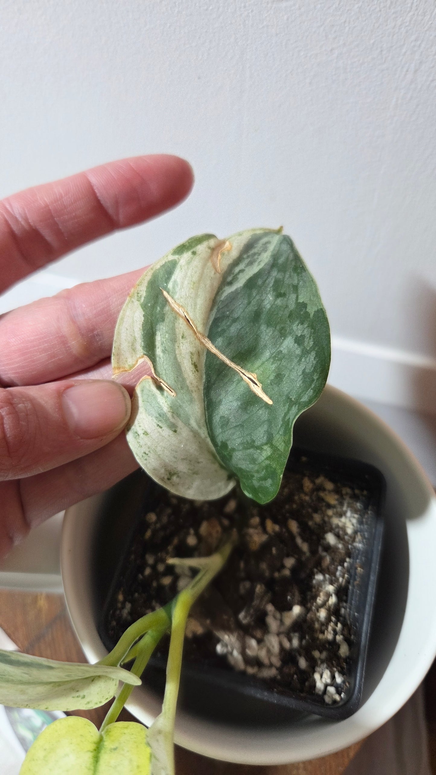 Scindapsus Salamount (SCI-1355)