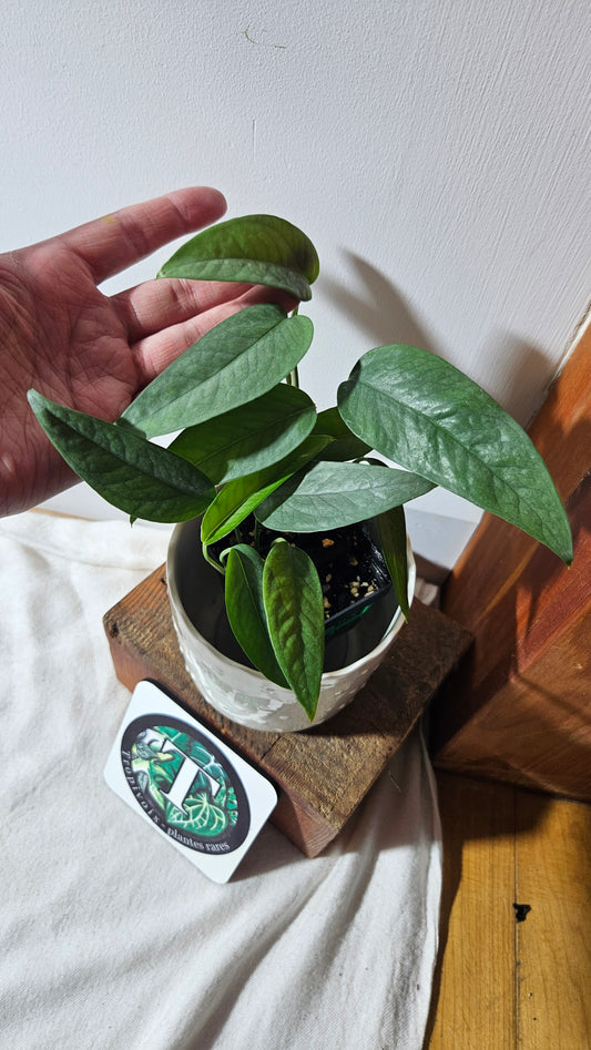 Epipremnum Cebu blue (EPI-155)