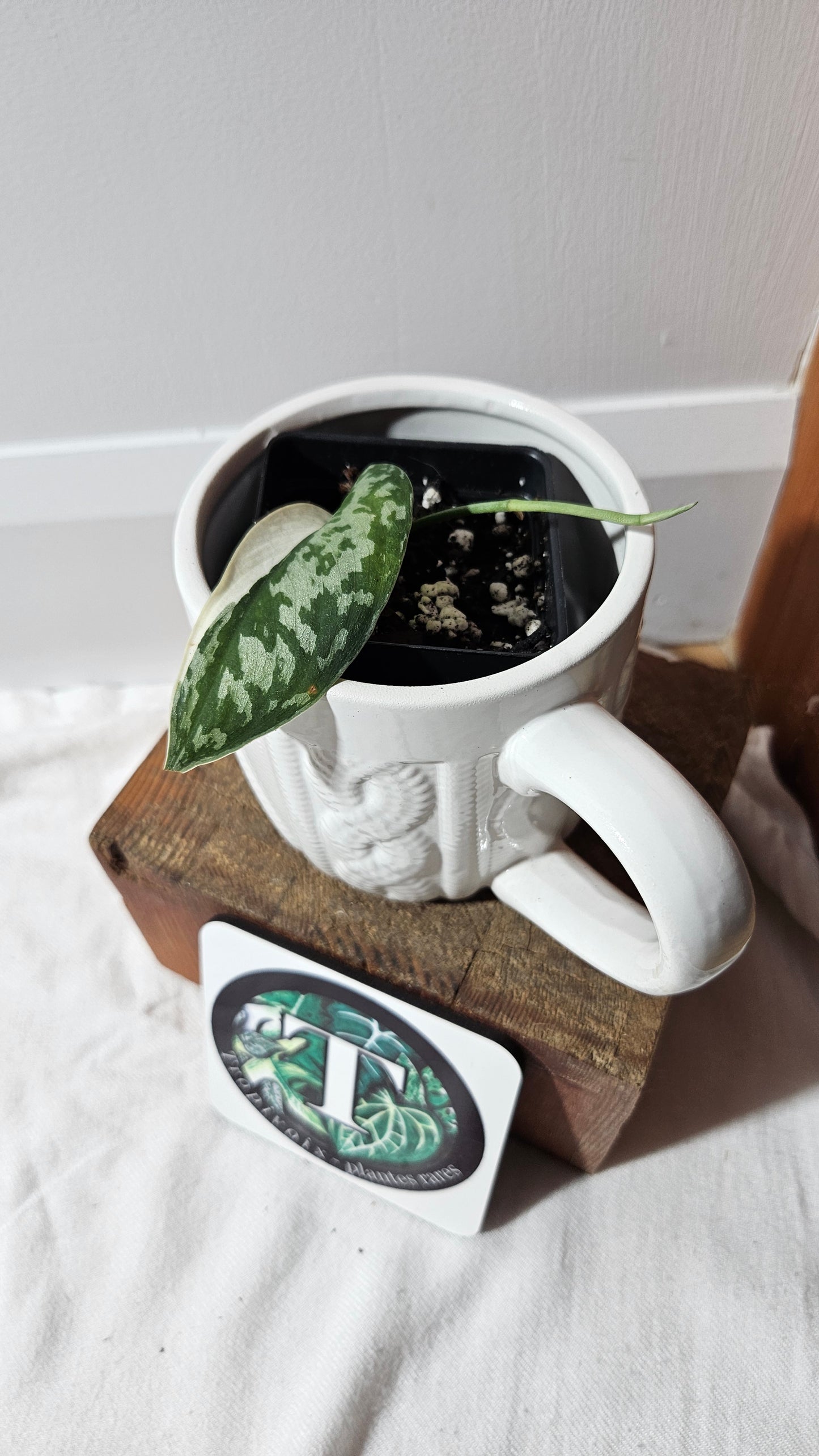 Scindapsus Mayari (SCI-1298)