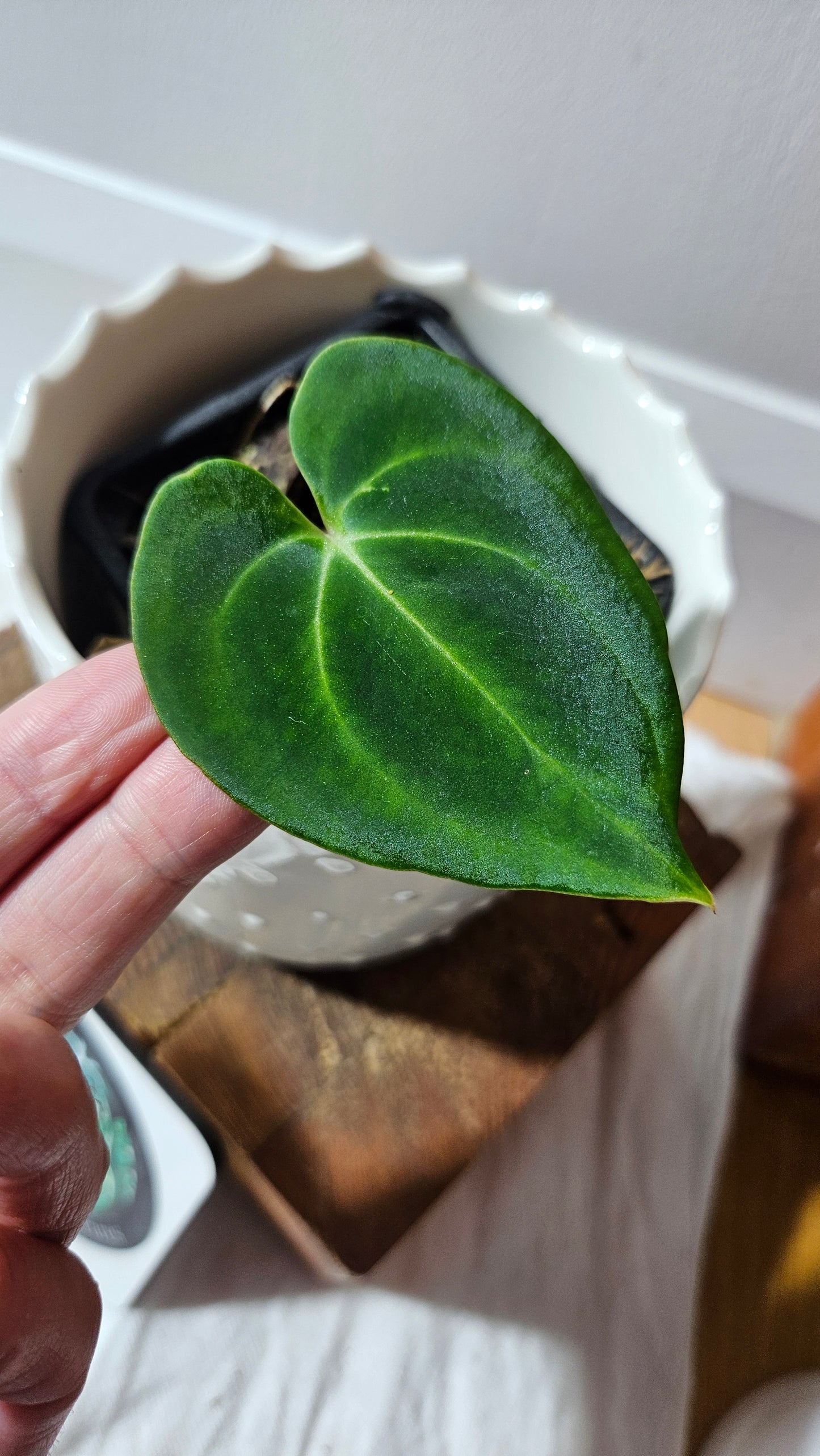 Anthurium Besseae Aff "Format PETIT" (ANT-242)