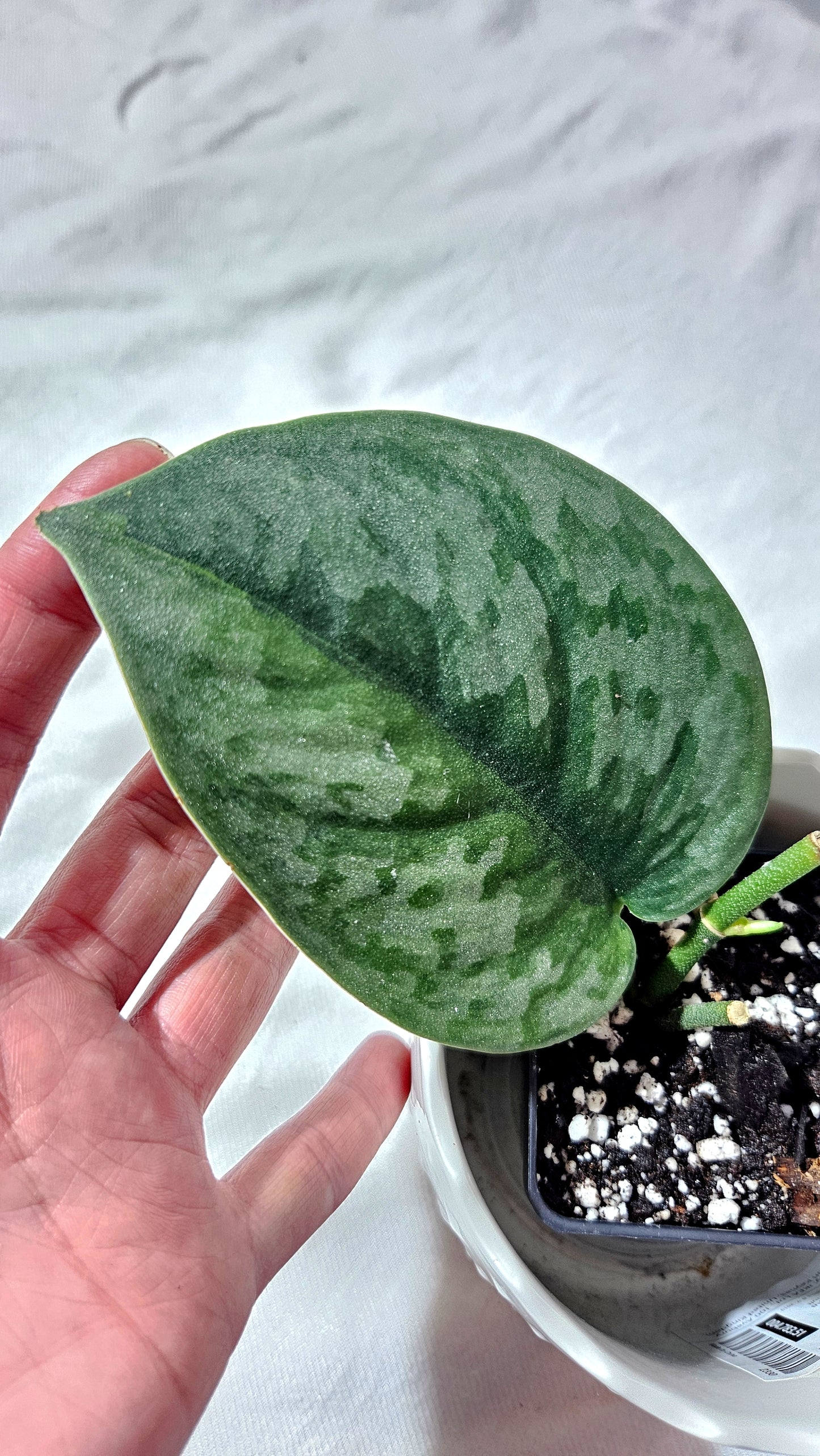 Scindapsus Venom (SCI-1018)