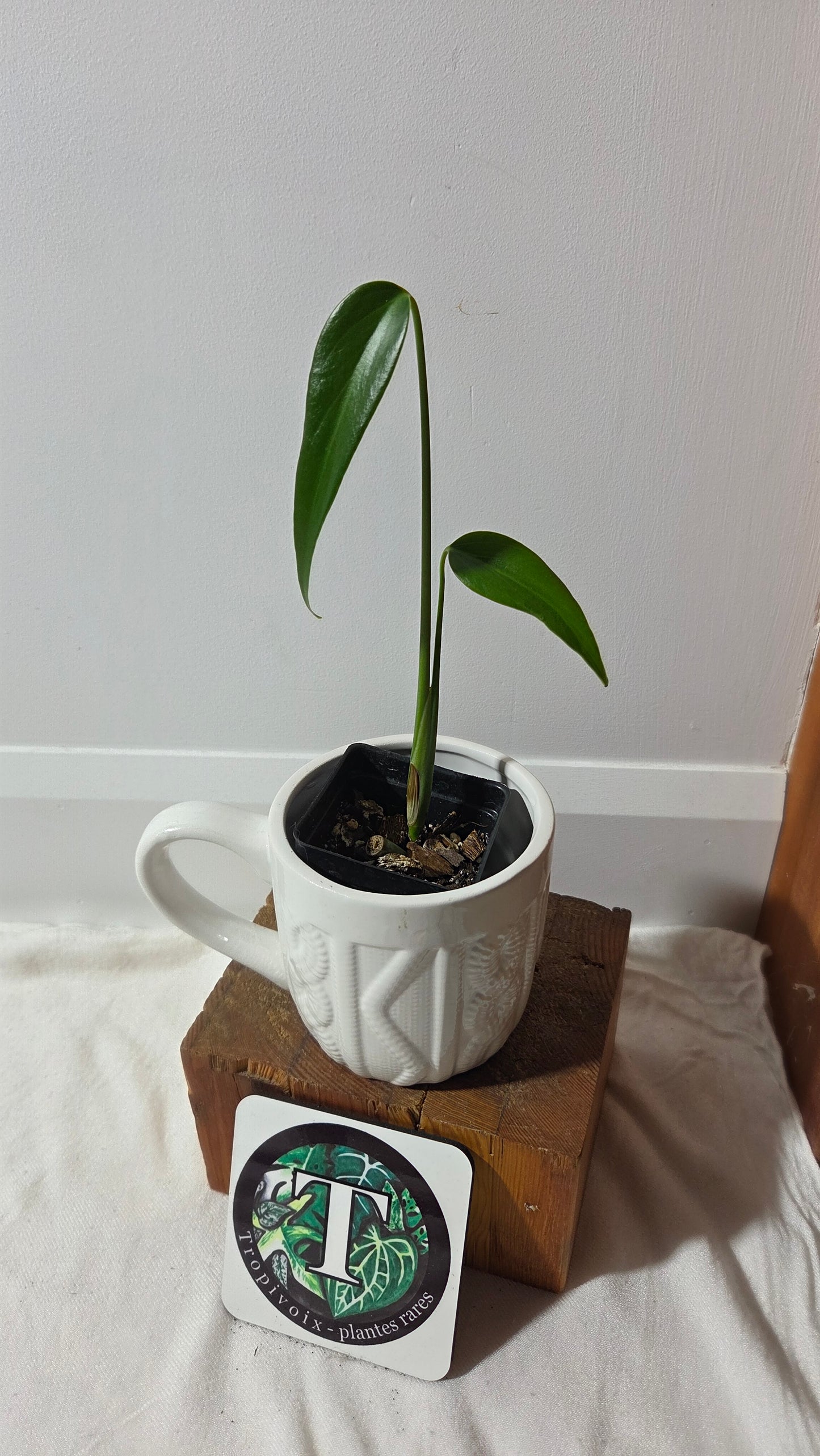 Monstera Burlemarx Flame/Dilacerata (MON-521)