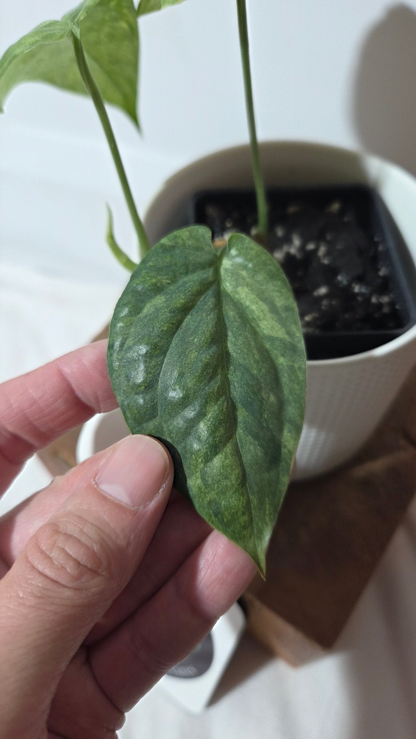 Amydrium Medium Mint (AMY-033)