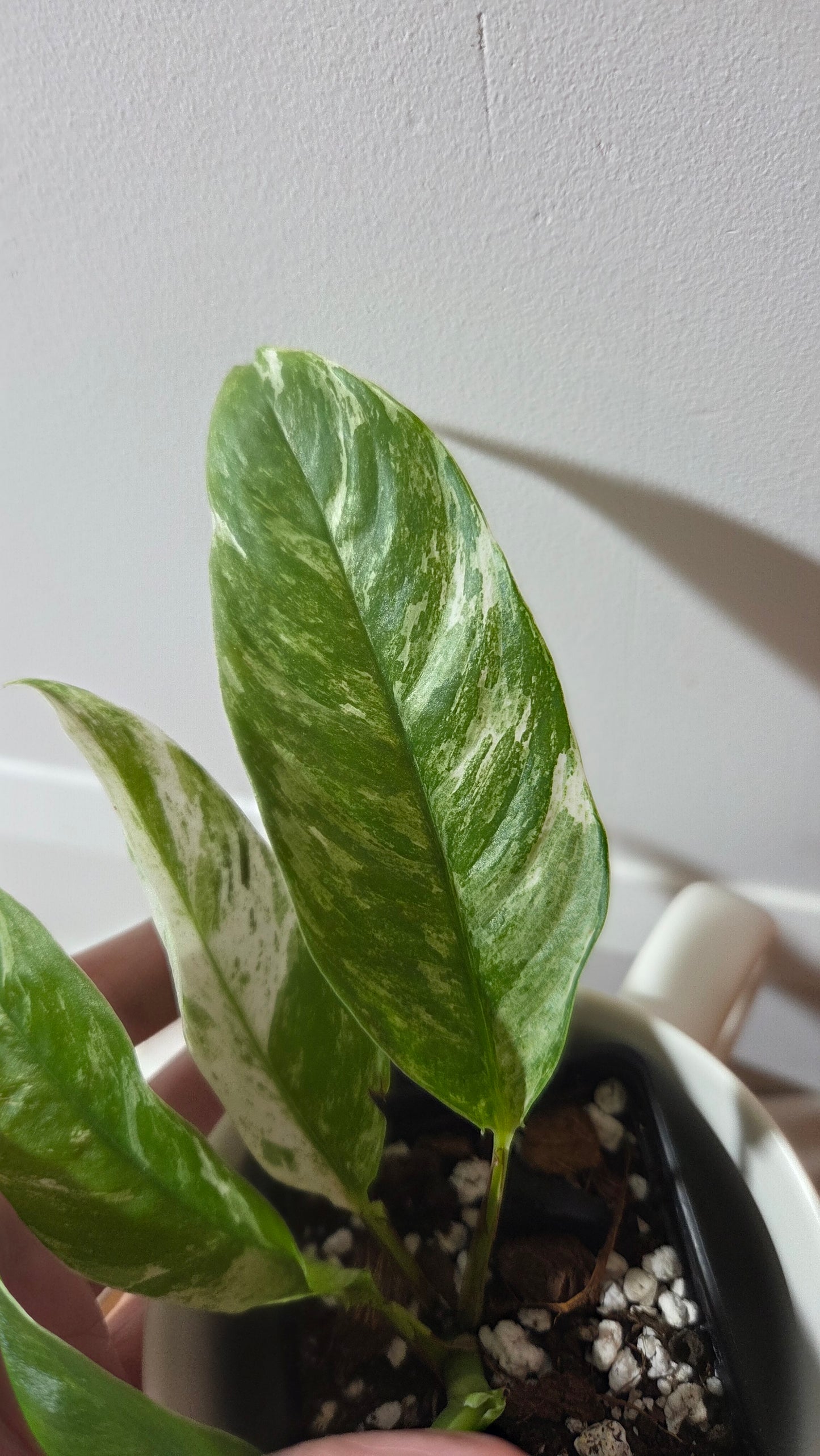 Rhaphidophora Megasperma Variegata (AUT-088)