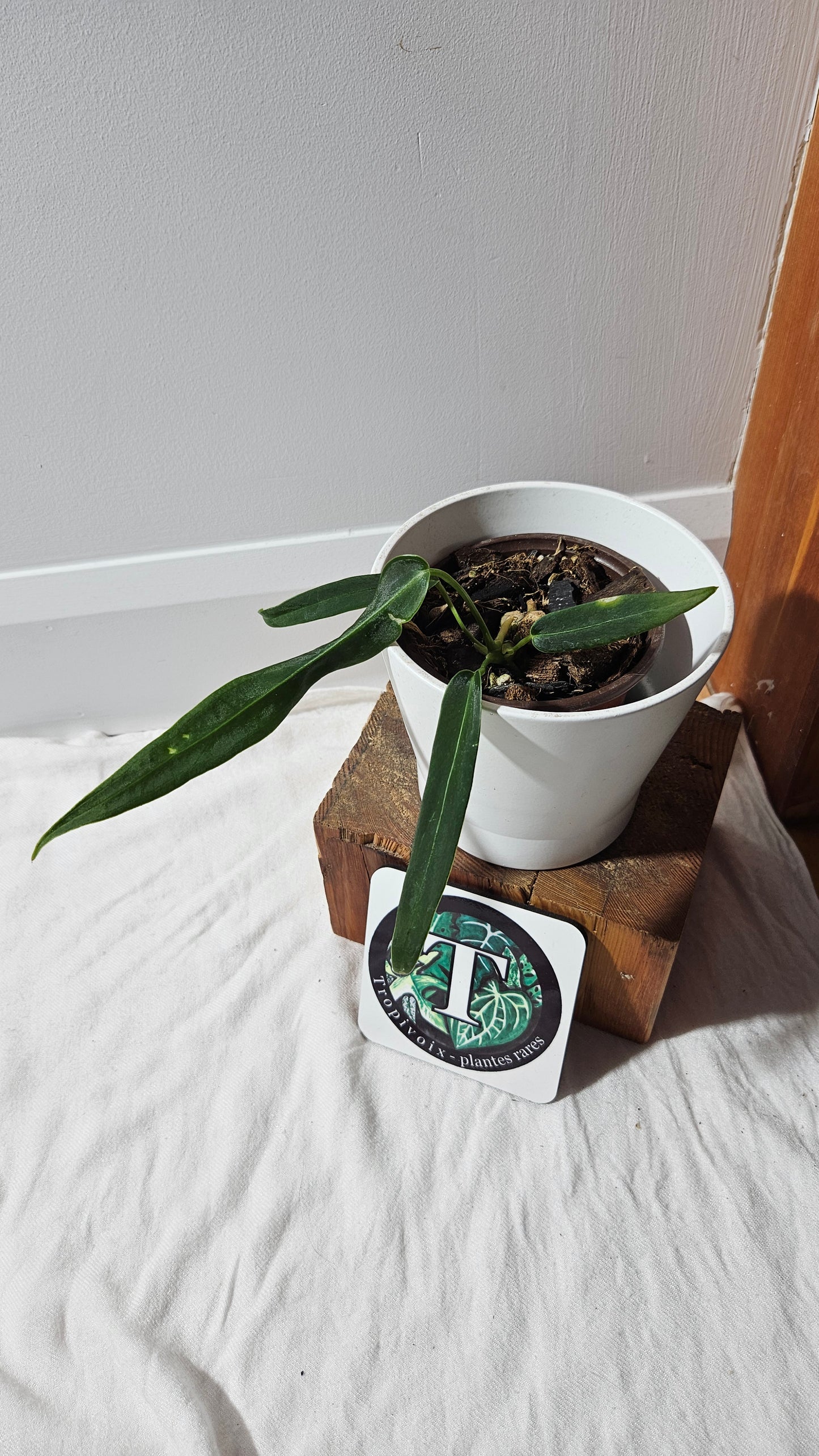 Anthurium Cirinoi aff Black Velvet "format MOYEN"(ANT-624)